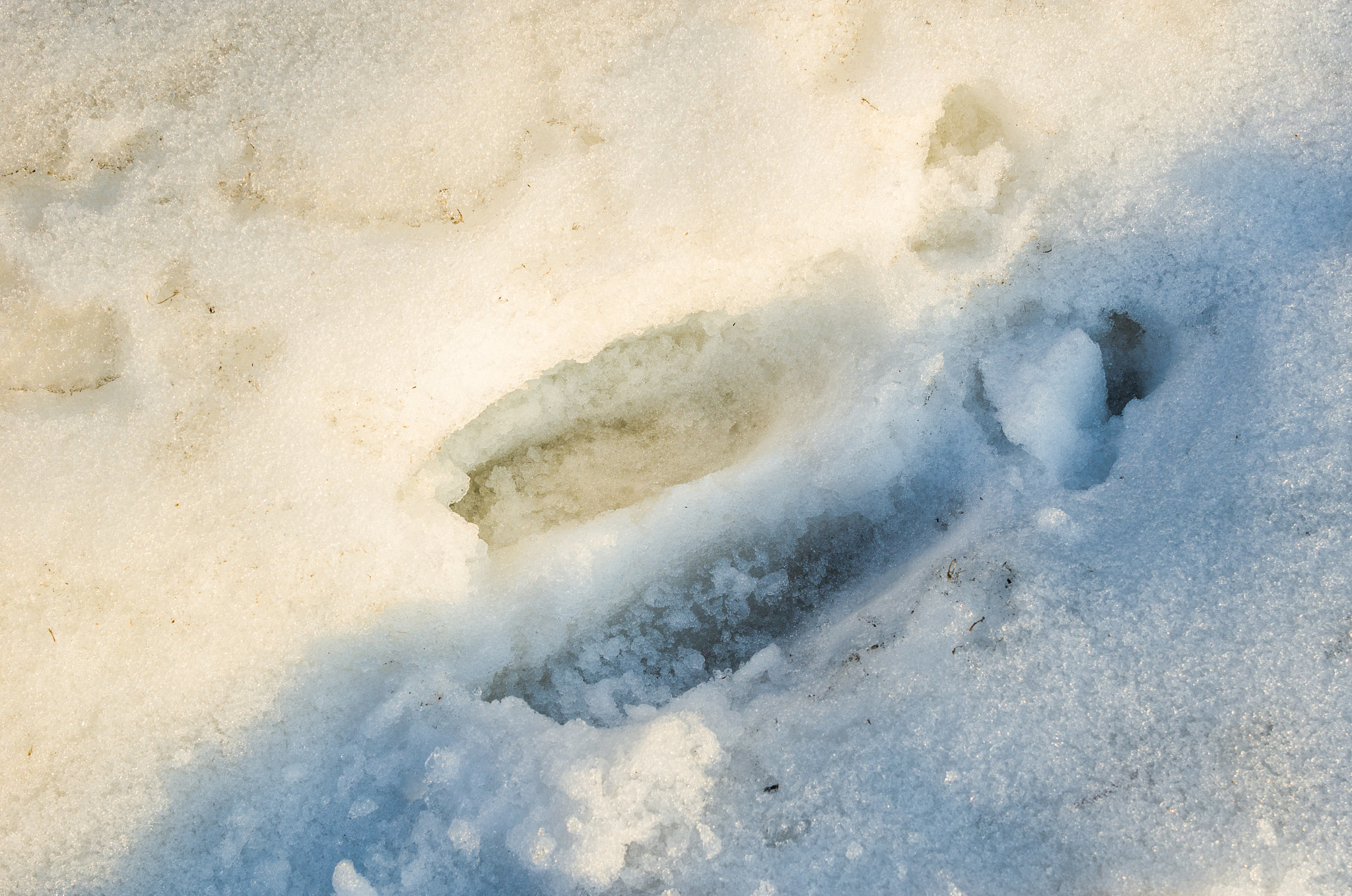 Nikon AF-S Nikkor 24-120mm F4G ED VR sample photo. Moose step photography