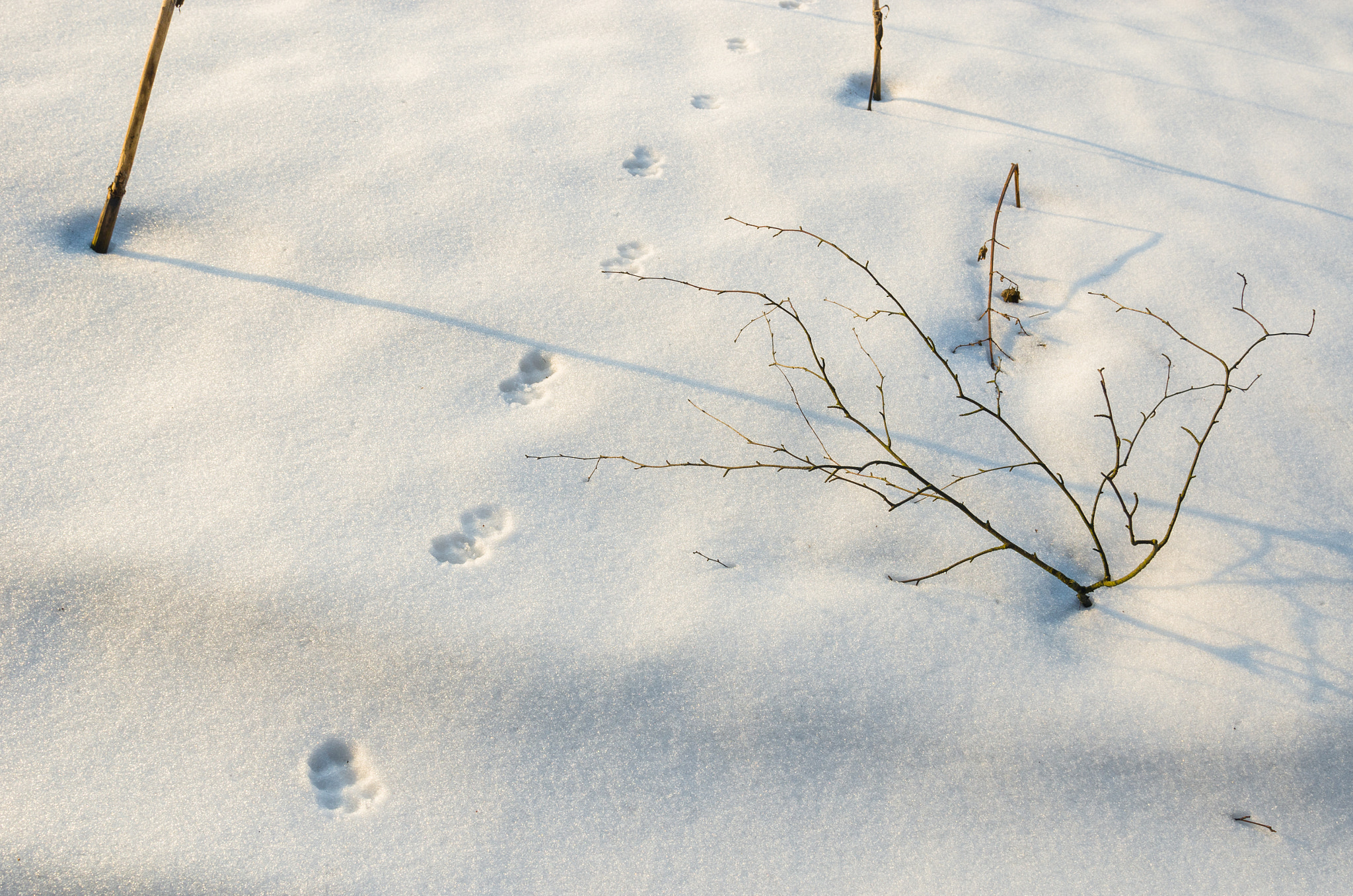 Nikon AF-S Nikkor 24-120mm F4G ED VR sample photo. Path photography