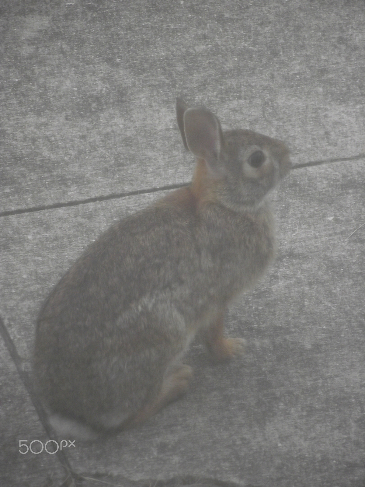 FujiFilm FinePix S1800 (FinePix S1880) sample photo. Lazy bunny has his closeup photography