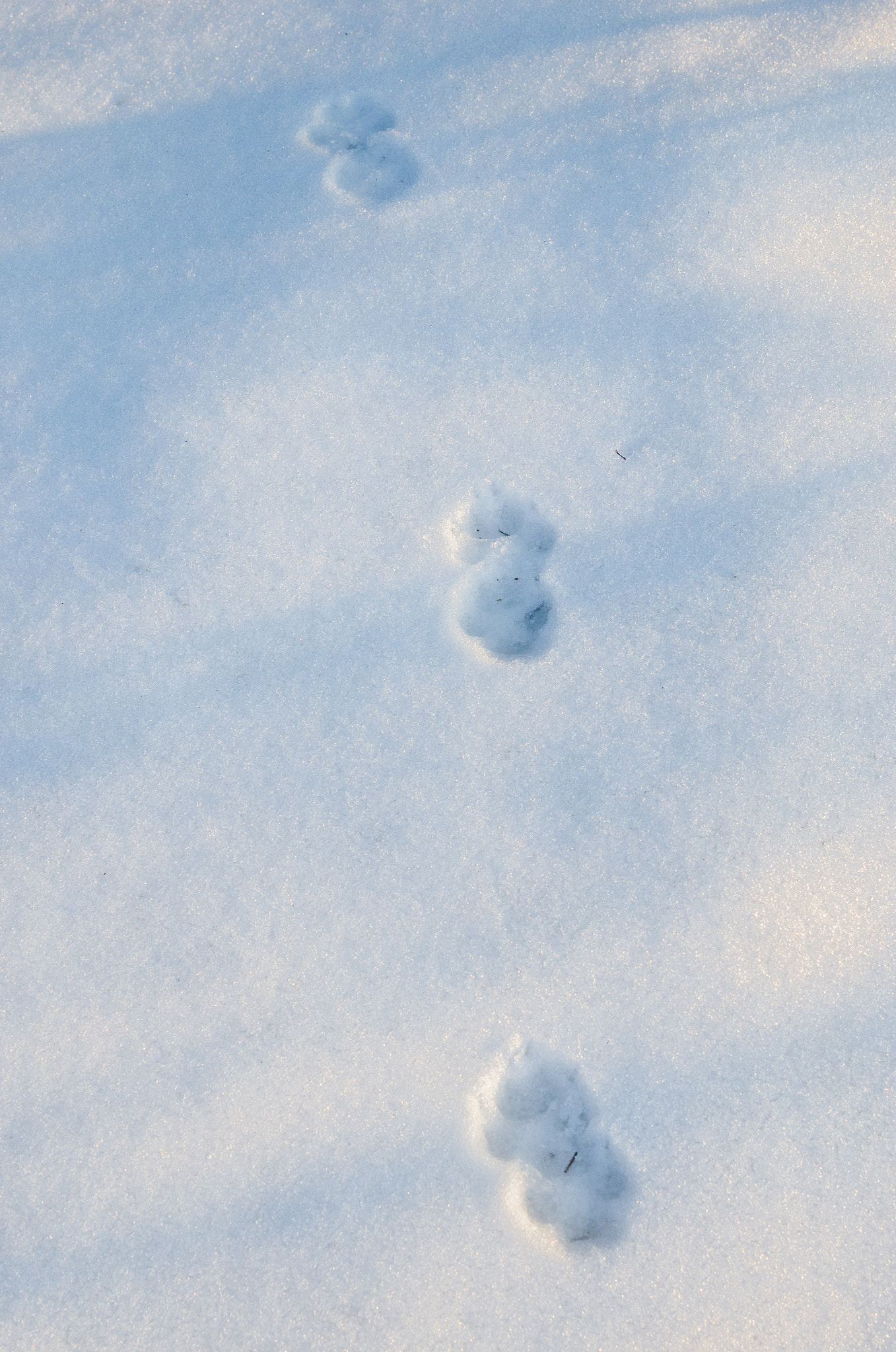 Nikon AF-S Nikkor 24-120mm F4G ED VR sample photo. Fox track photography