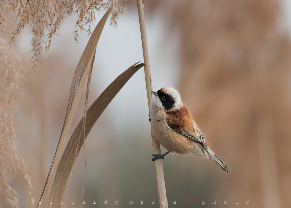 Canon EF 400mm F5.6L USM sample photo. Pendolino-pendulum bird photography