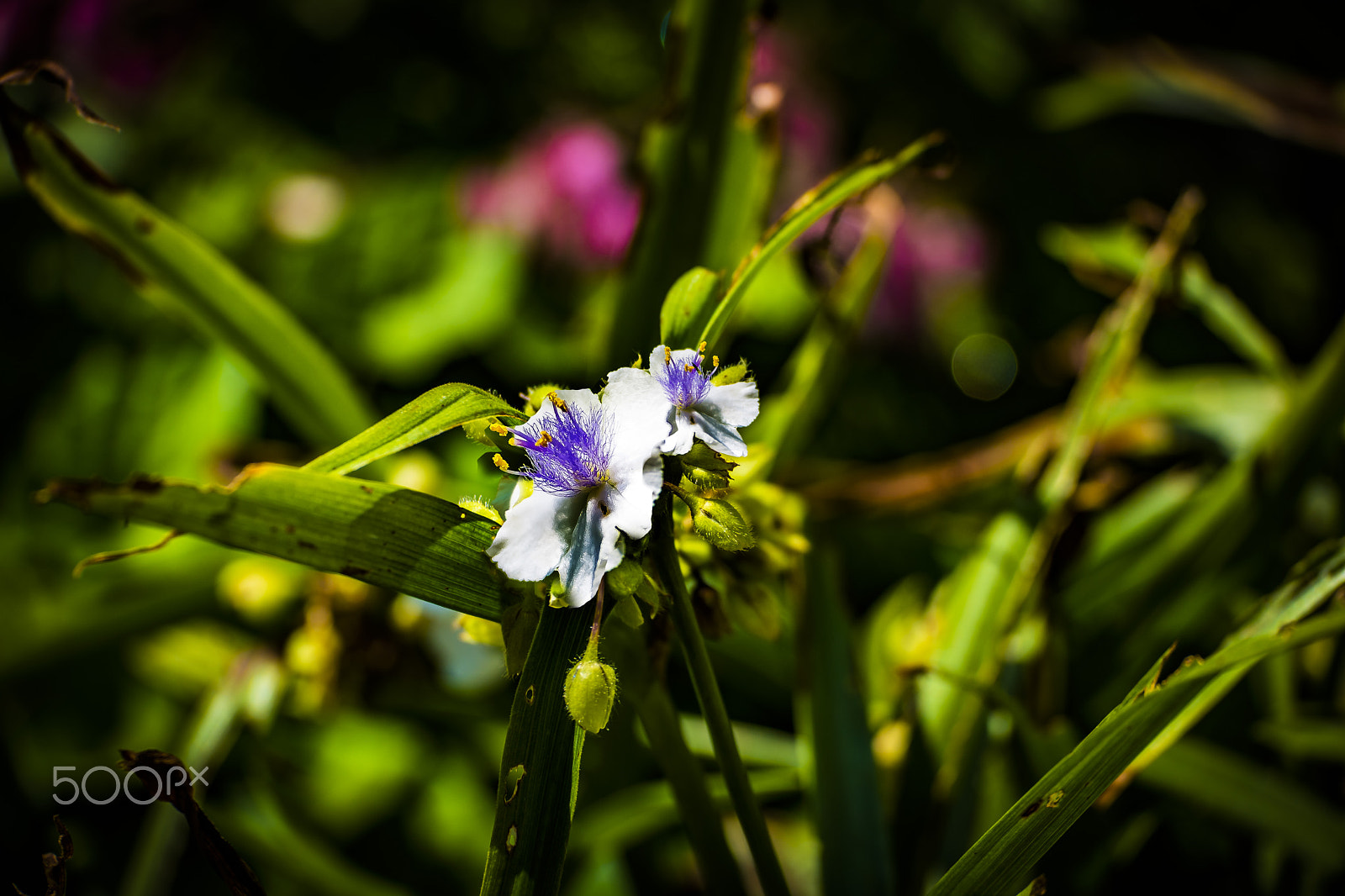 Samsung NX1 + Samsung NX 50-150mm F2.8 S ED OIS sample photo. Blume photography