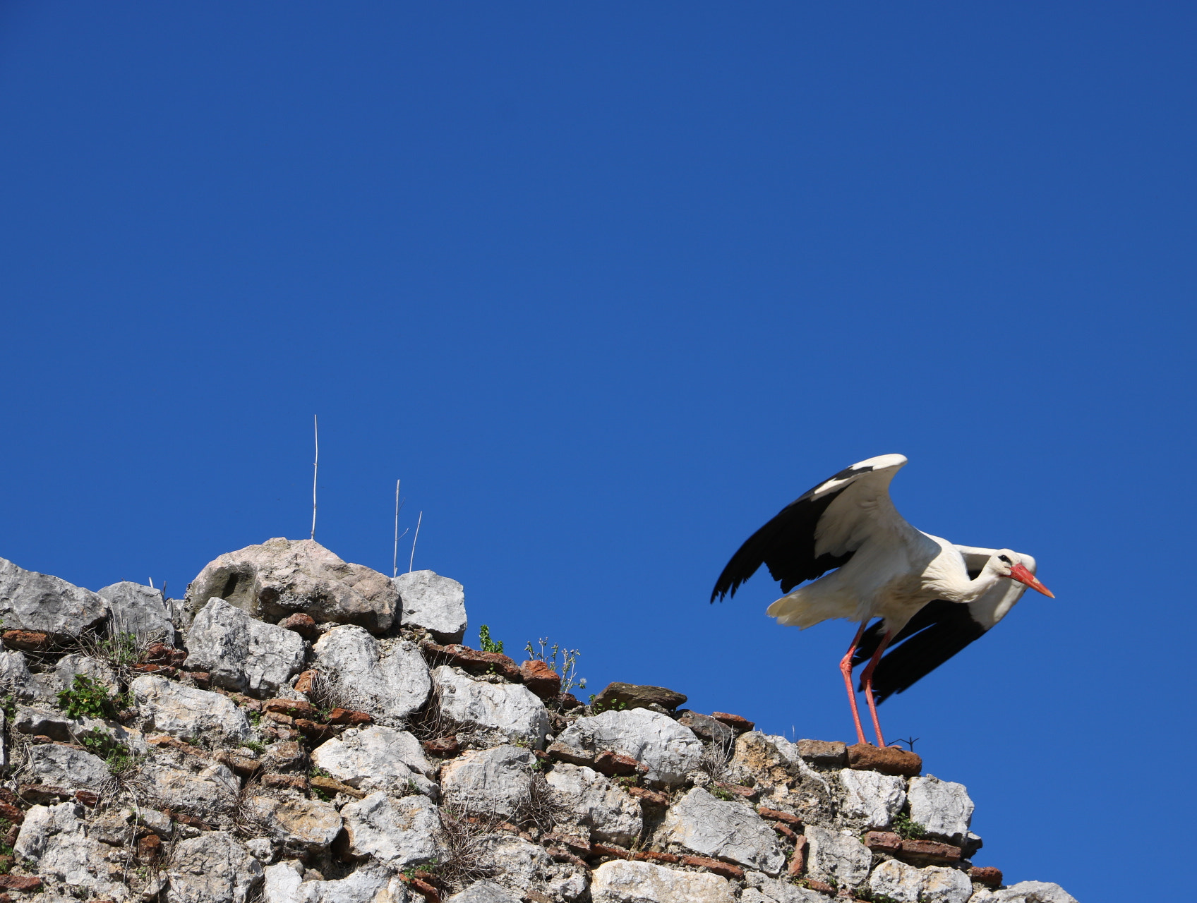 Canon EOS 760D (EOS Rebel T6s / EOS 8000D) + Canon EF-S 15-85mm F3.5-5.6 IS USM sample photo. Fly away... photography