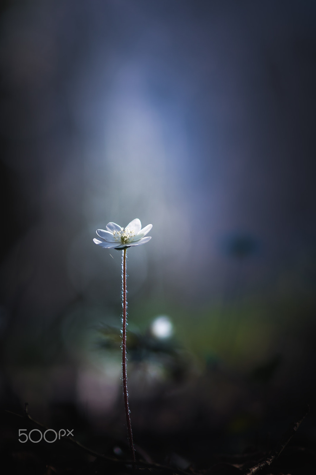Nikon AF-S Micro-Nikkor 105mm F2.8G IF-ED VR sample photo. Anémone hépatique photography