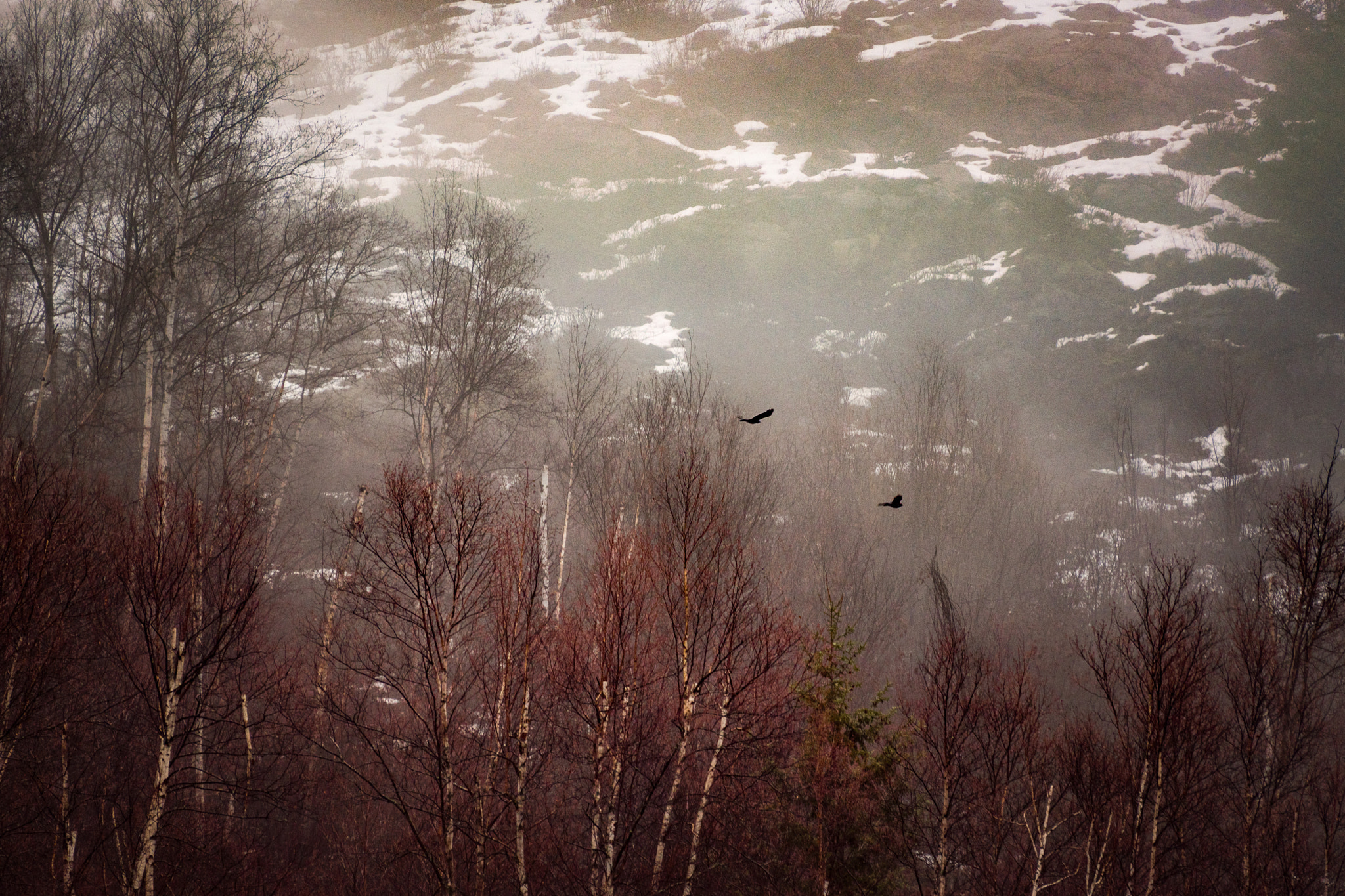 Nikon D5500 sample photo. Two crows in flight photography