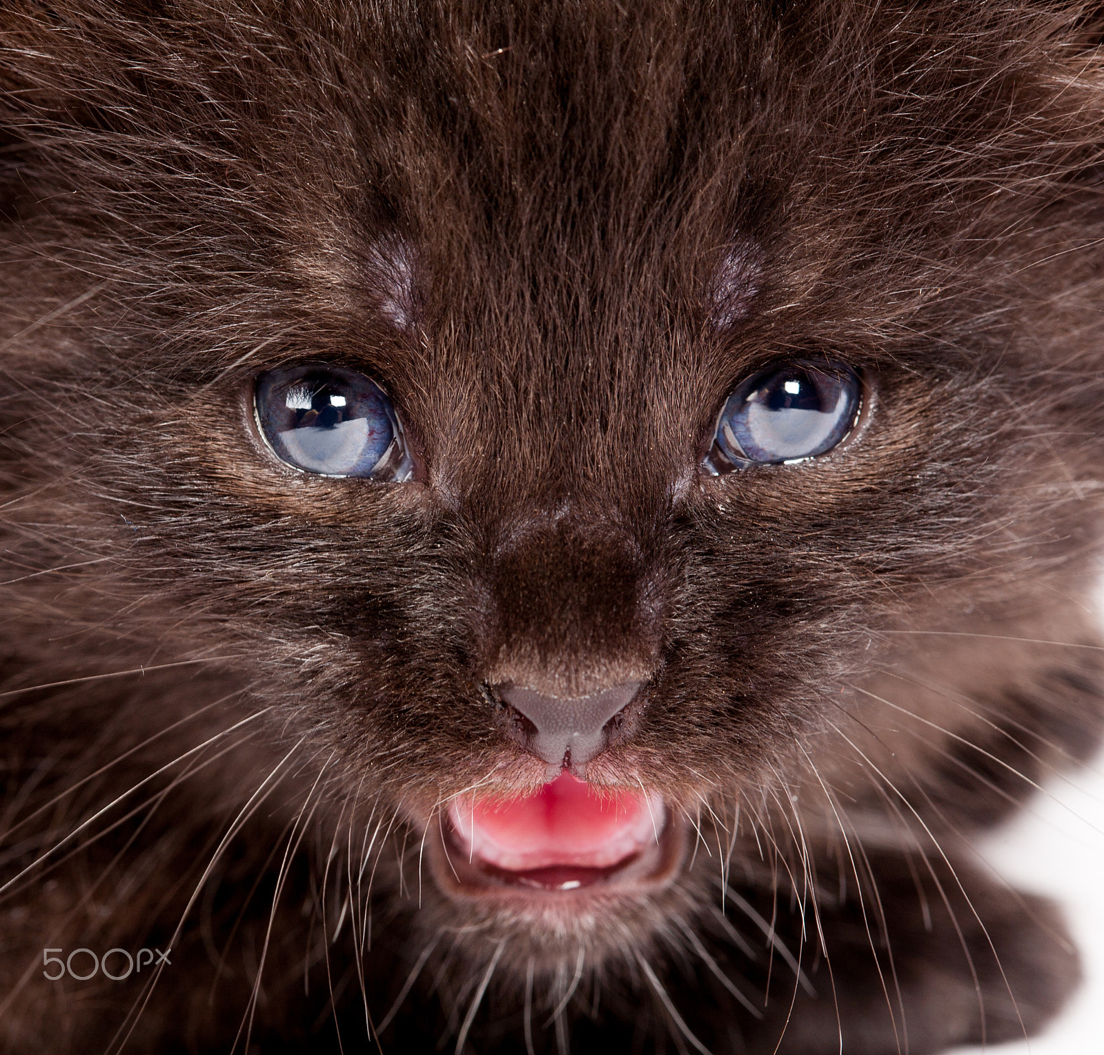 Canon EF 100mm F2.8 Macro USM sample photo. Little kitten photography