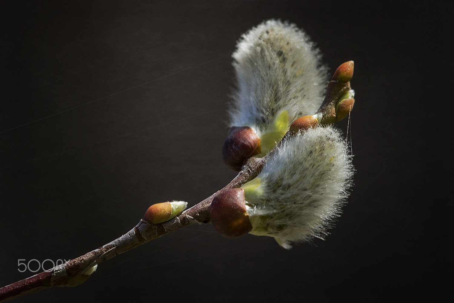 Sigma APO Macro 150mm f/2.8 EX DG HSM sample photo. Just born the springtime photography