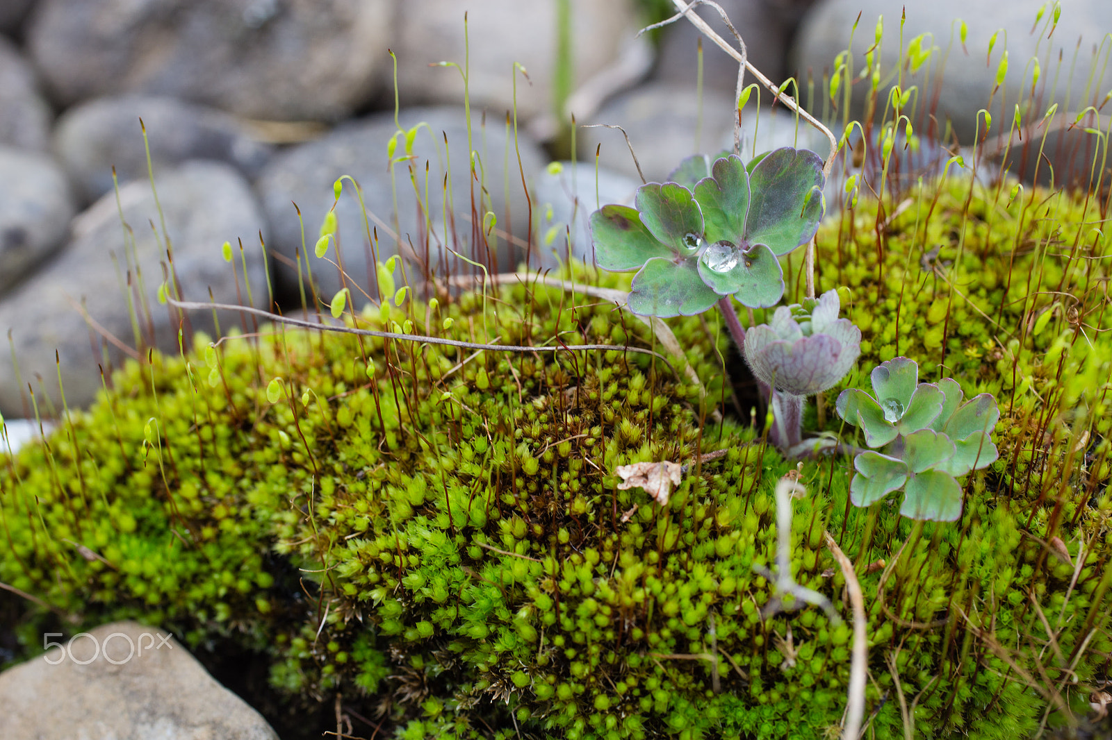 Canon EOS 6D + Canon EF 50mm F2.5 Macro sample photo. Dew on dosh photography