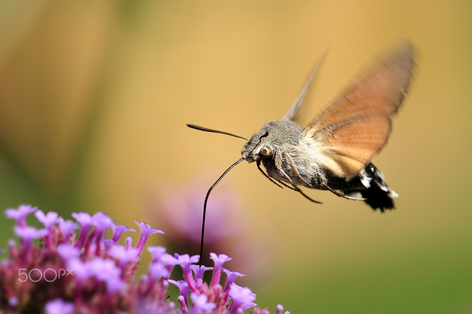 Sigma 150mm F2.8 EX DG Macro HSM sample photo. Taubenschwänzchen photography