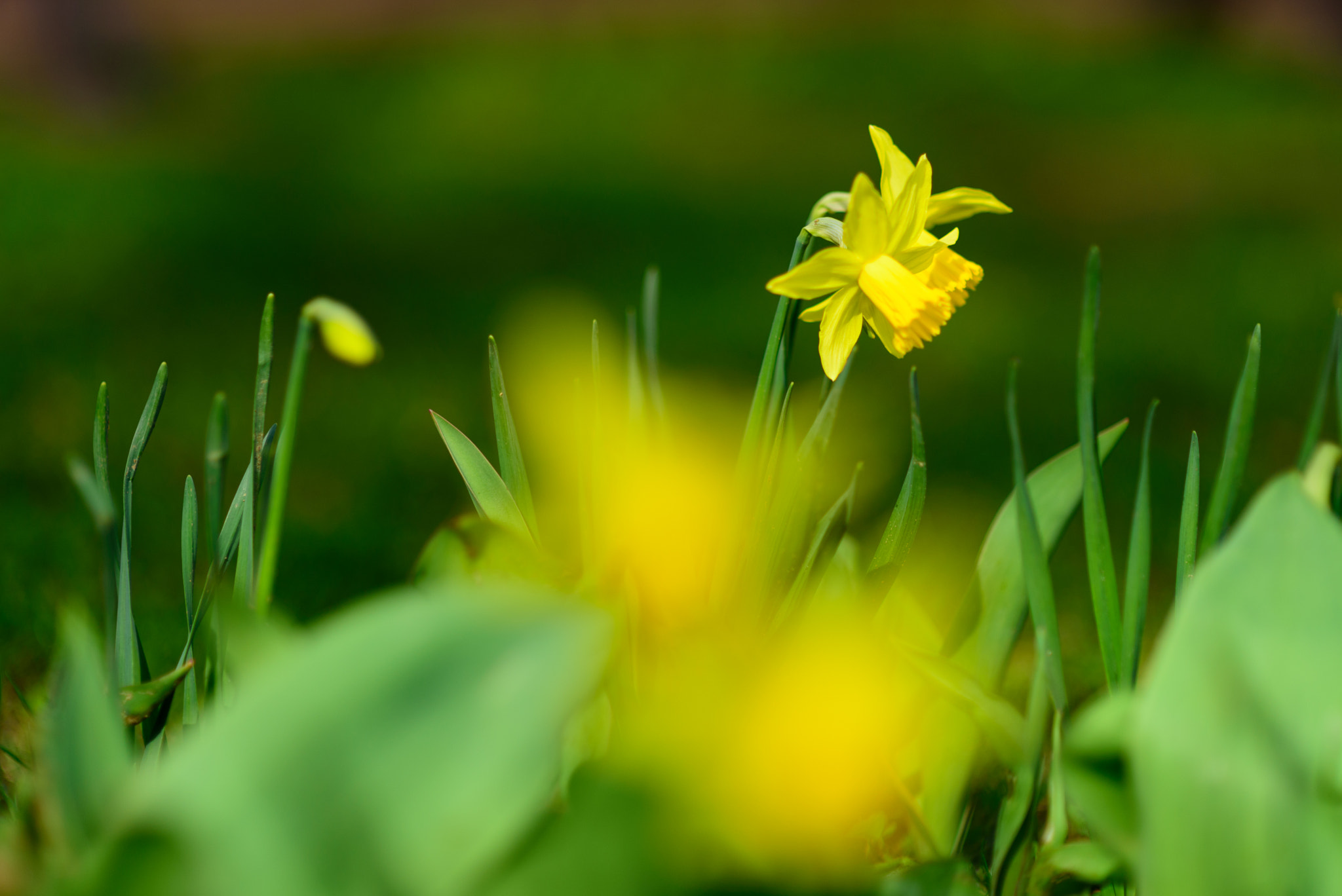 Nikon D750 + Sigma 85mm F1.4 EX DG HSM sample photo. Booked with spring flowers photography