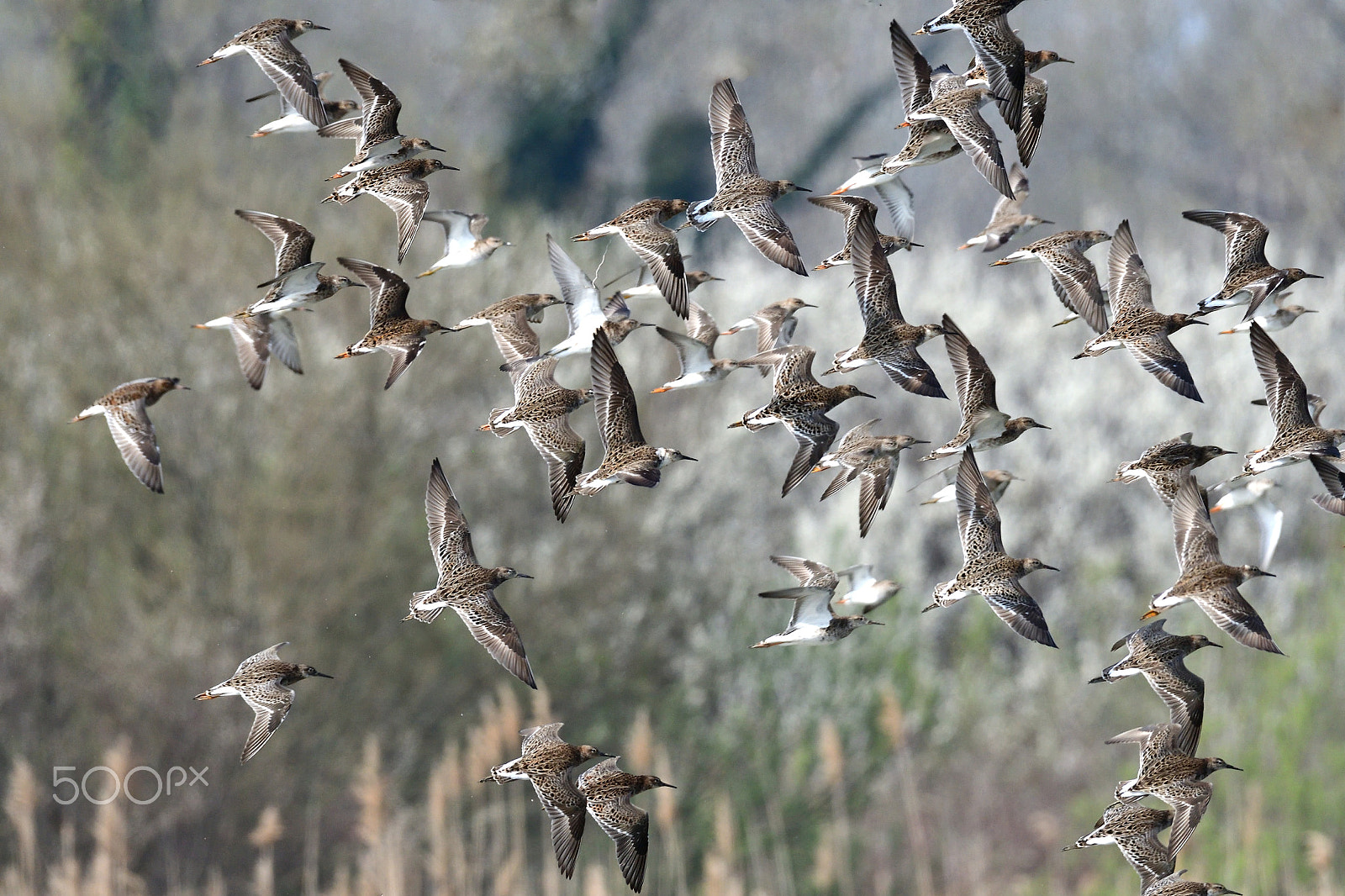 Sigma 150-600mm F5-6.3 DG OS HSM | S sample photo. Combattenti photography