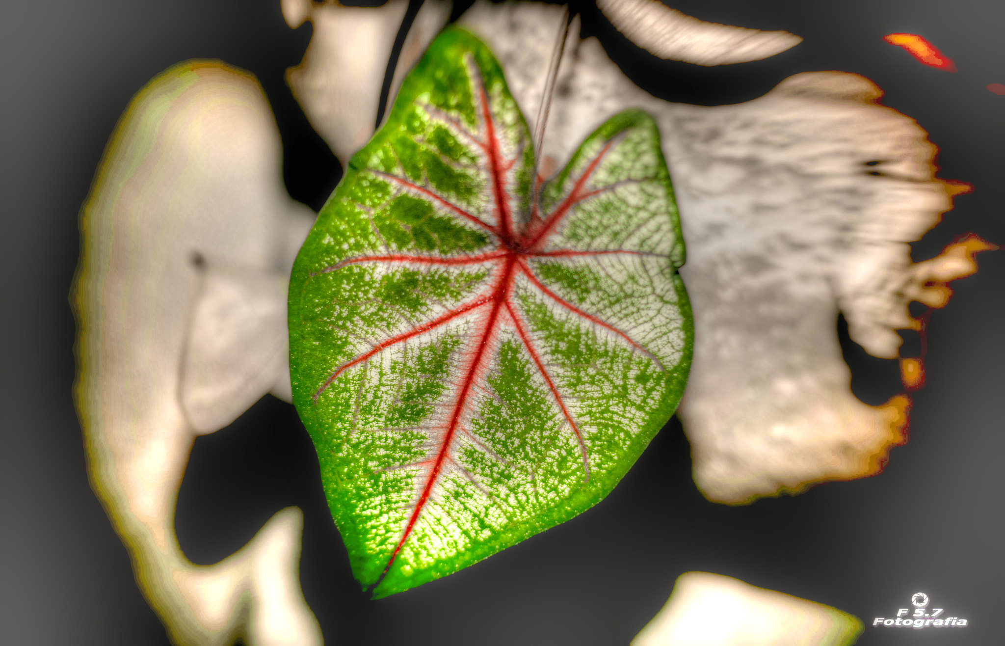 Canon EOS 7D + Canon EF 50mm F1.8 STM sample photo. Utopia photography