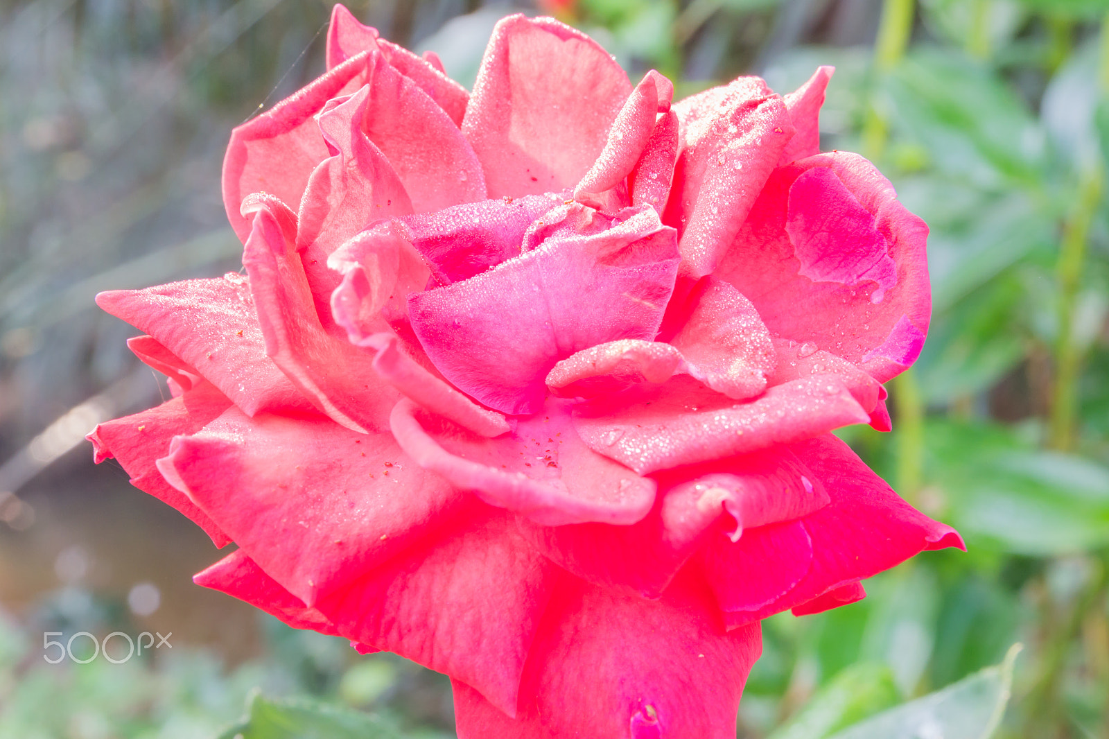 Nikon D3100 sample photo. Rose flower in the morning. photography