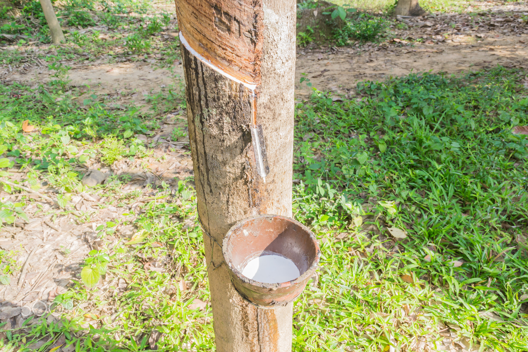 The rubber tree.