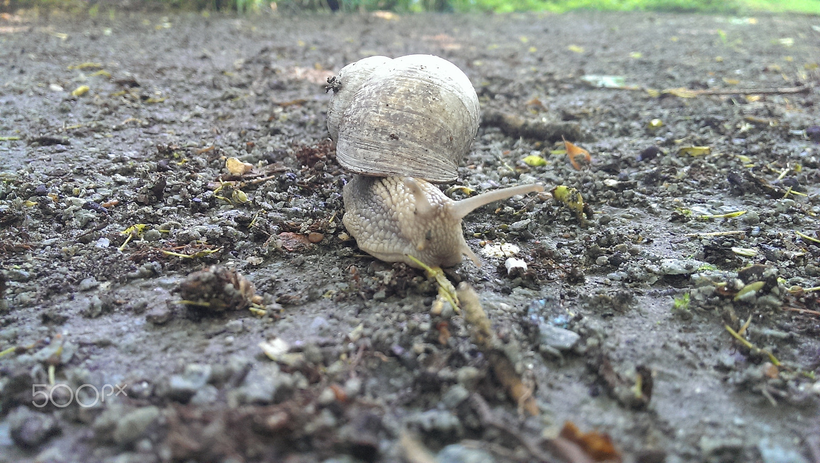 HTC ONE GOOGLE PLAY EDITION sample photo. The slug photography