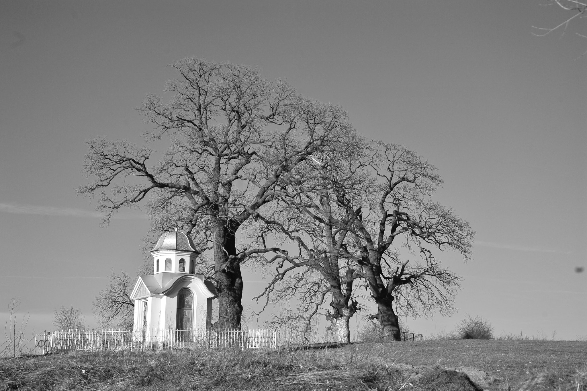 Nikon D700 sample photo. Infinite trees photography