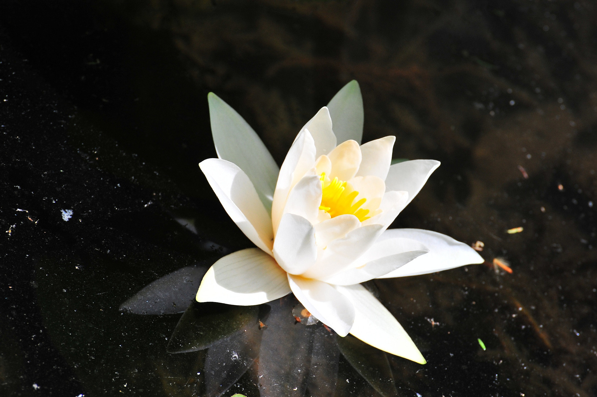 Nikon D700 sample photo. Details photography