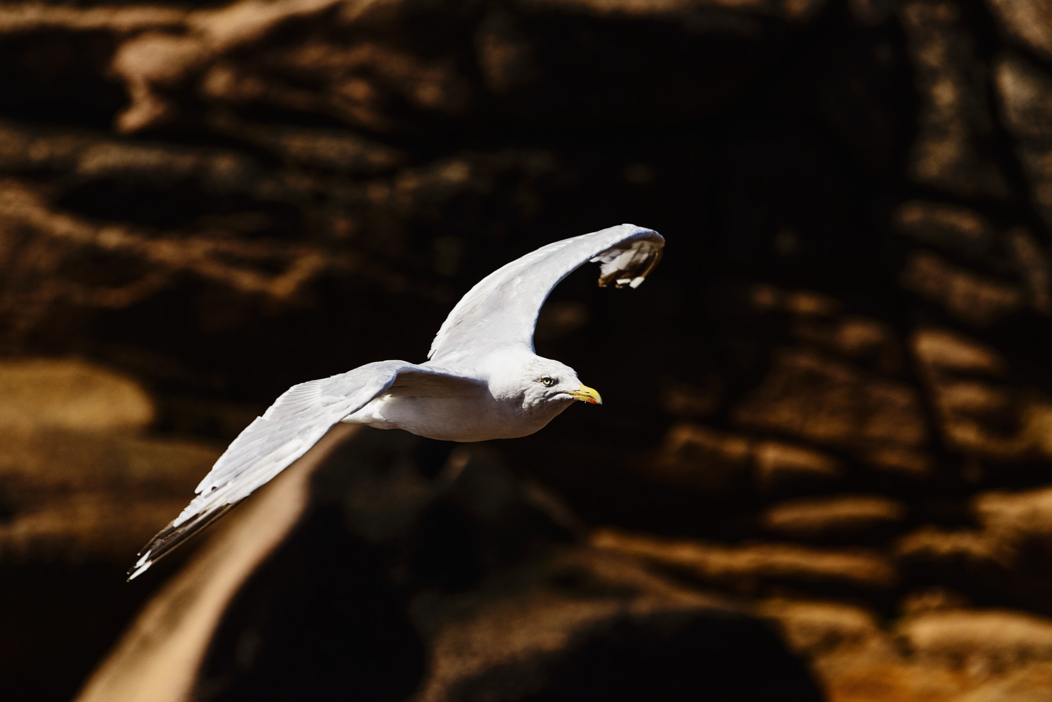 Nikon AF-S Nikkor 70-200mm F4G ED VR sample photo. Sea gull photography