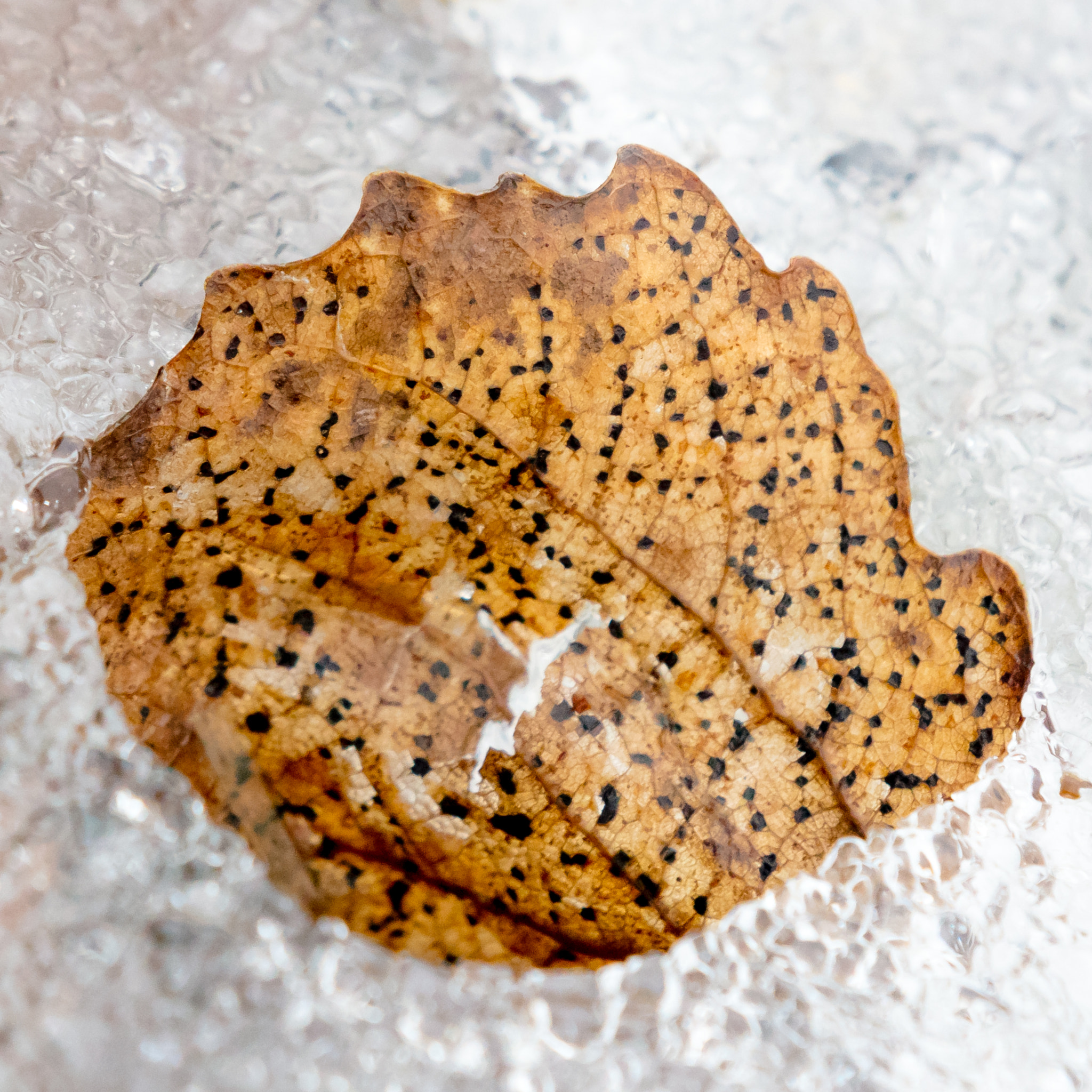 Canon EOS 5DS sample photo. Leaf photography