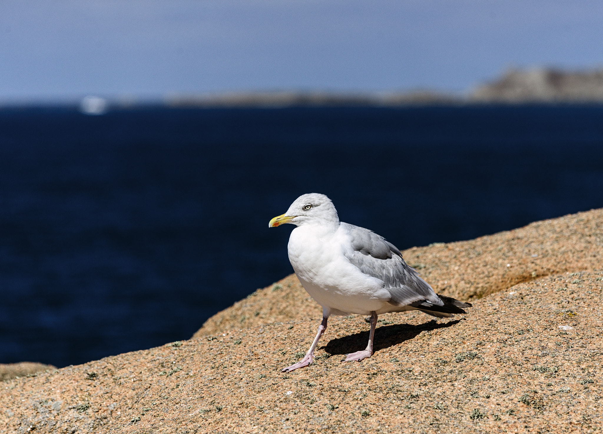 Nikon AF-S Nikkor 70-200mm F4G ED VR sample photo. Sea gull photography