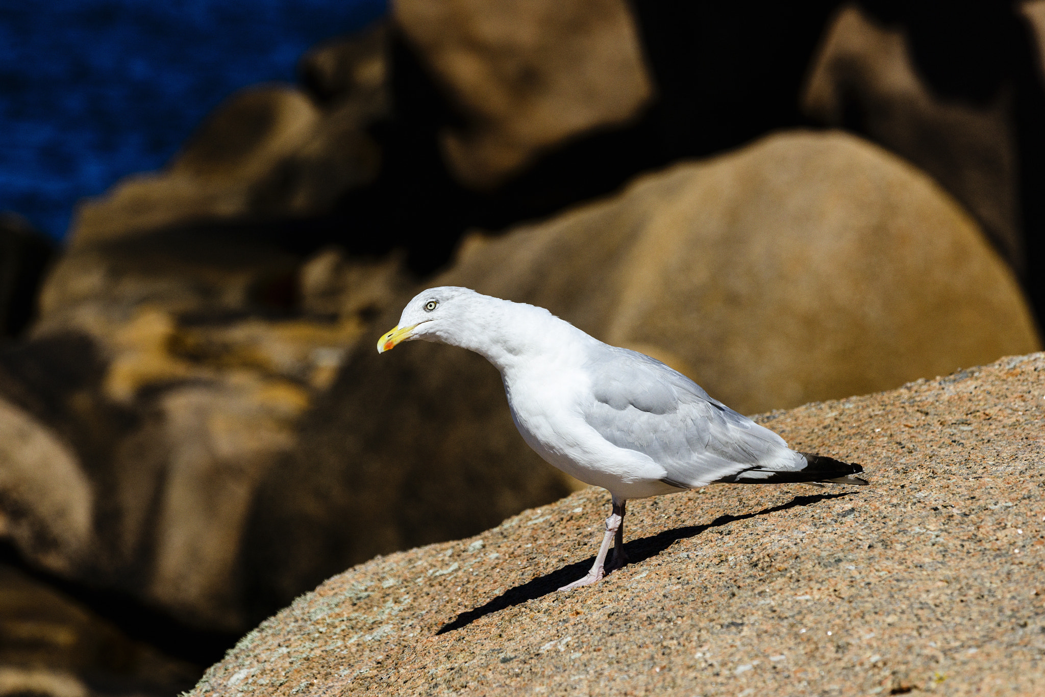 Nikon AF-S Nikkor 70-200mm F4G ED VR sample photo. Sea gull photography