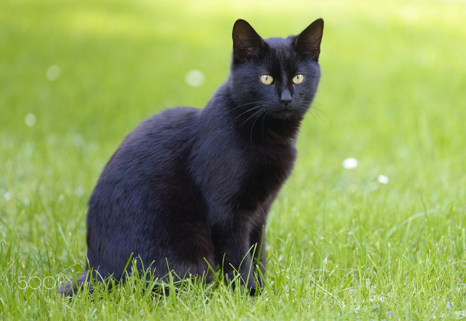 Nikon D800 sample photo. Black cat in grass photography