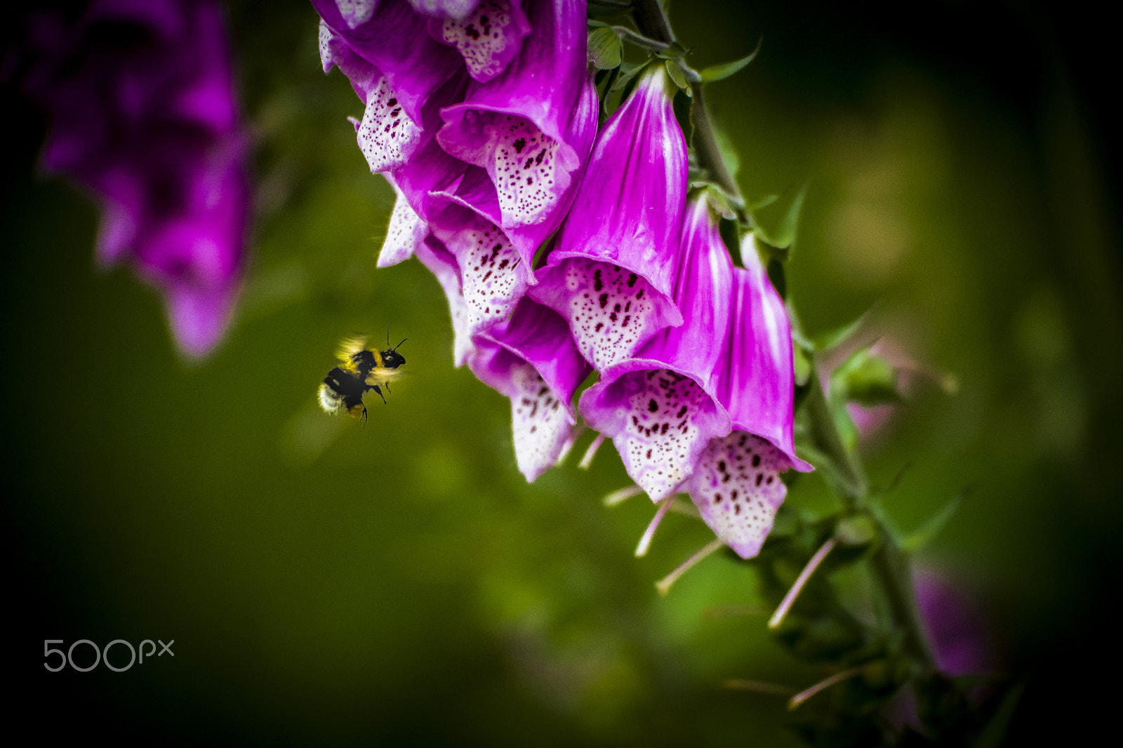 Samsung NX1 + NX 50-150mm F2.8 S sample photo. Summsumm photography