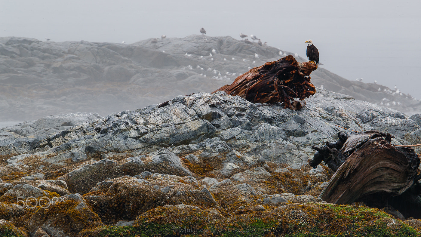 Canon EOS-1D X Mark II + Canon EF 500mm F4L IS II USM sample photo. Misty meditation photography