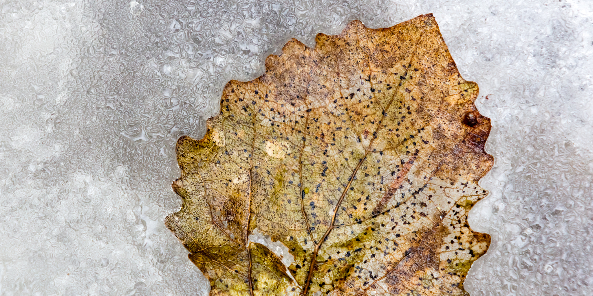 Canon EOS 5DS sample photo. Leaf photography