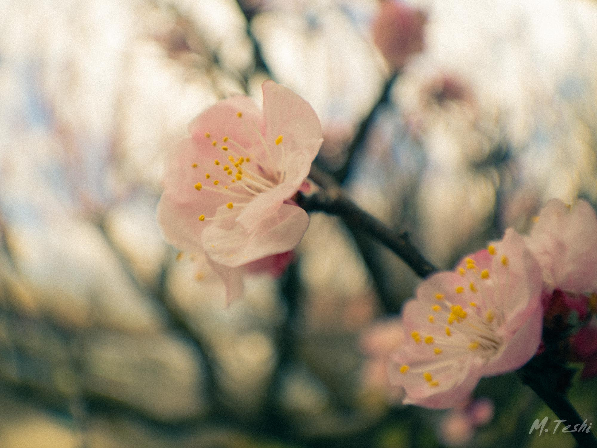 Olympus PEN-F sample photo. Apricot blossoms 2017-4 photography