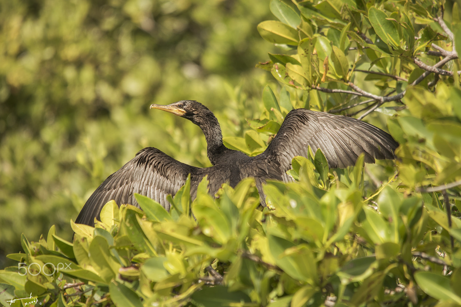 Nikon D810 + Sigma 150-500mm F5-6.3 DG OS HSM sample photo. Sian ka'an photography