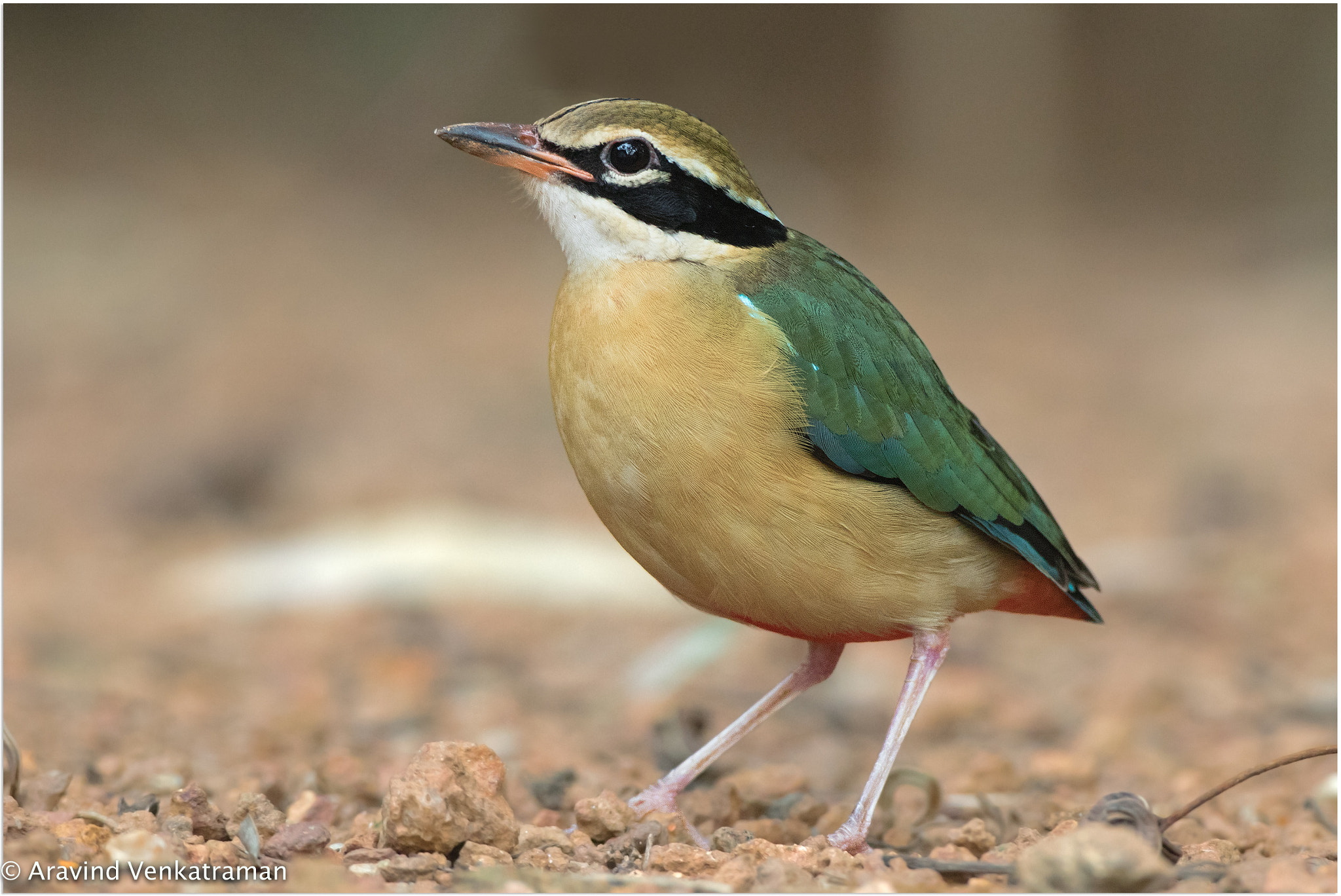 Canon EF 500mm F4L IS USM sample photo. Indian pitta photography