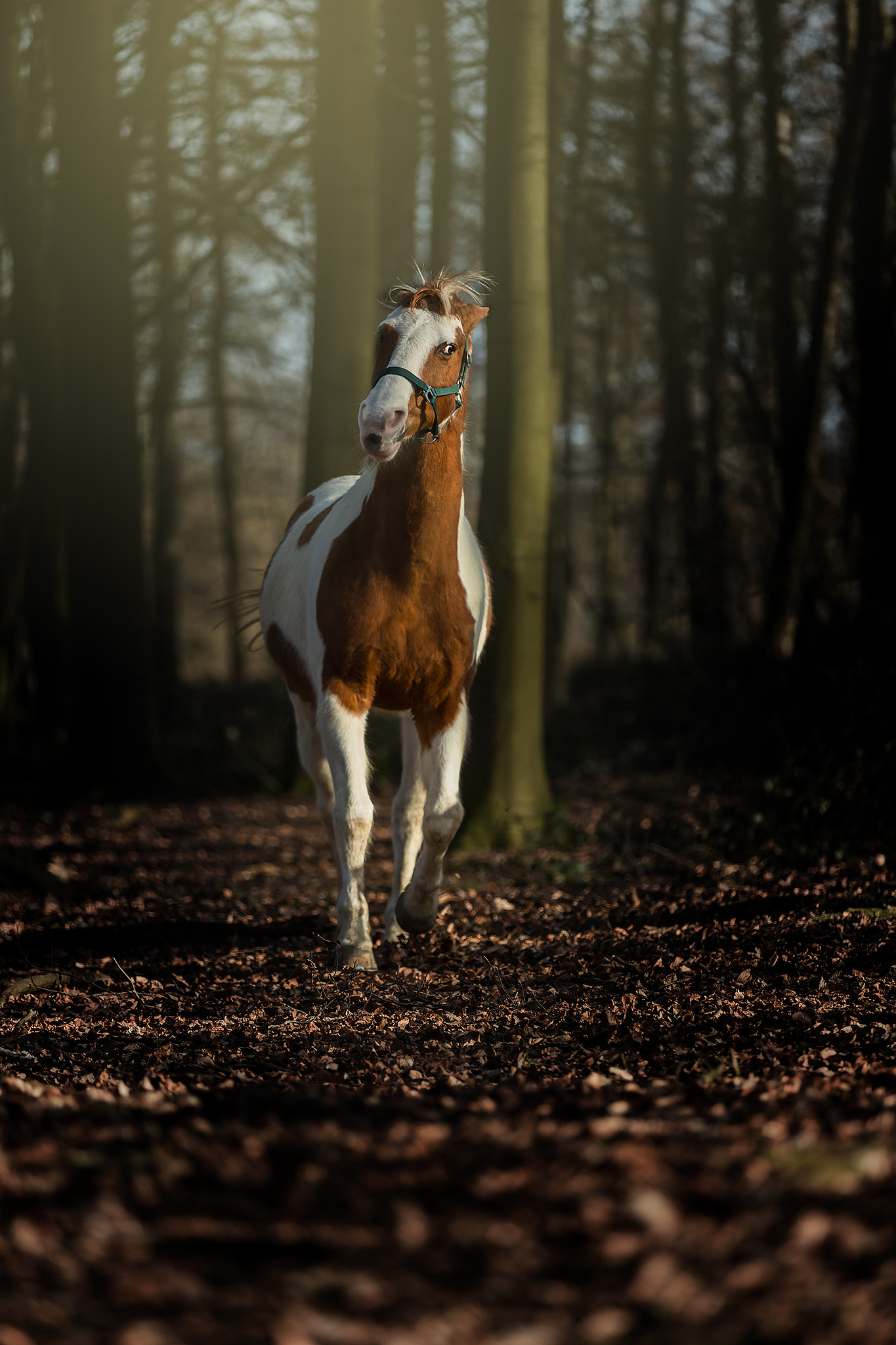 Canon EOS-1D X Mark II sample photo. The beauty photography