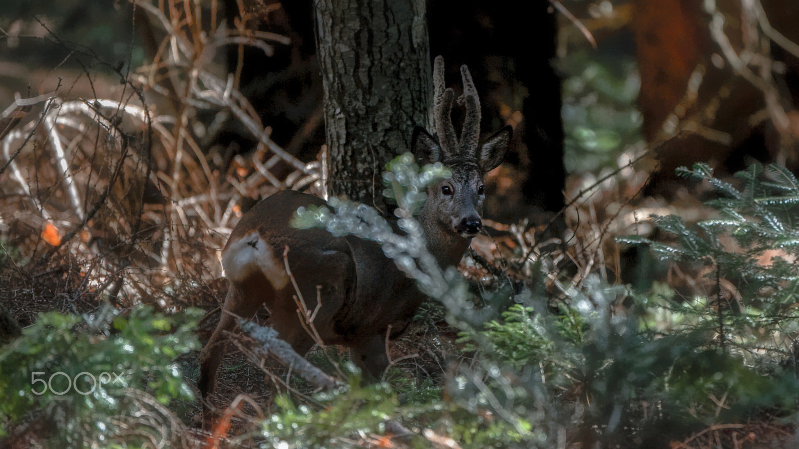 Nikon D3S sample photo. Into the forest photography