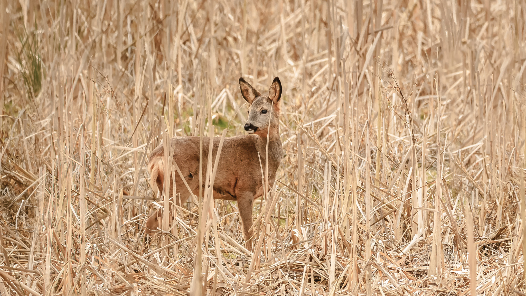 150-600mm F5-6.3 DG OS HSM | Contemporary 015 sample photo. On the field  photography