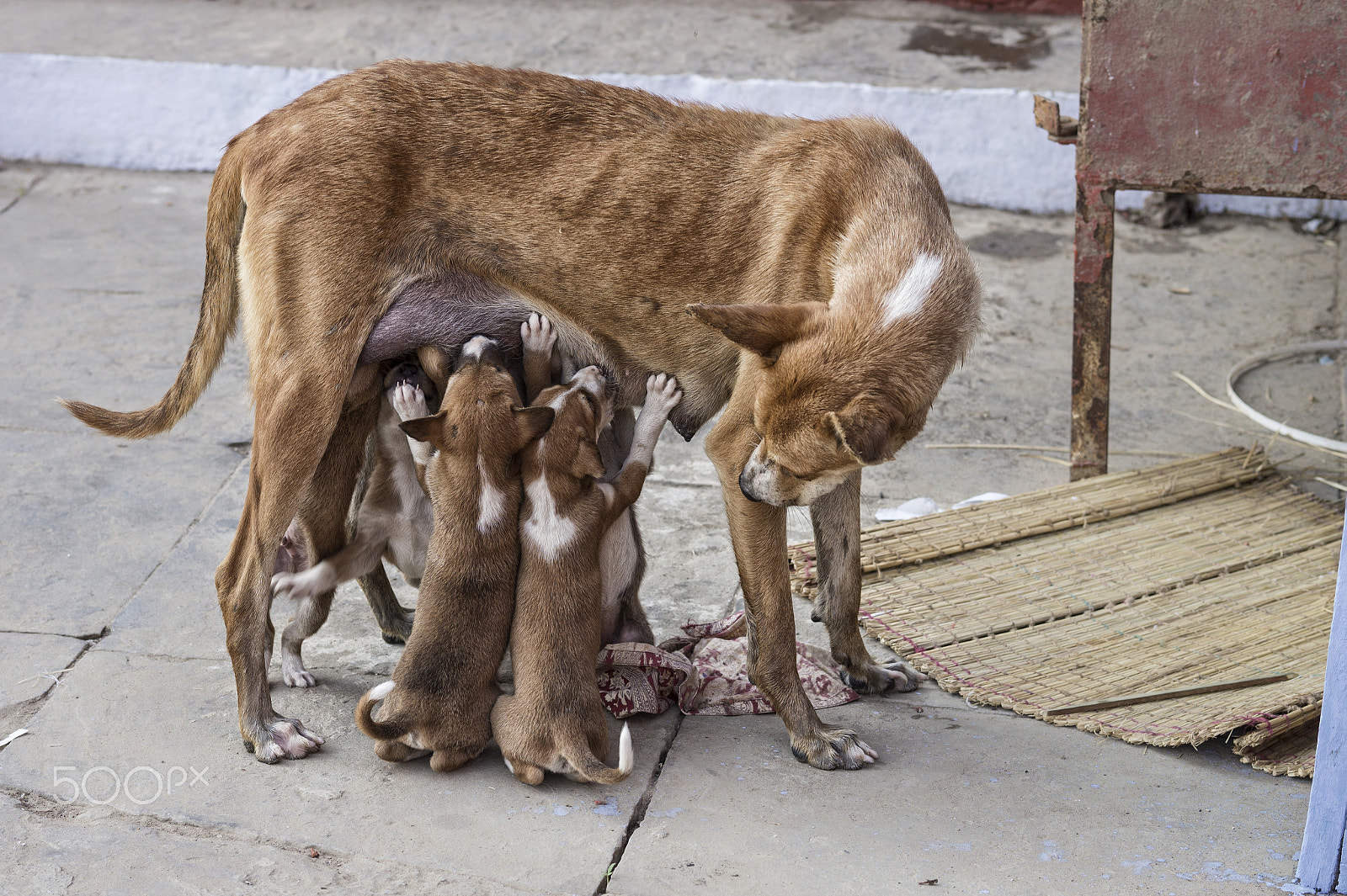 Sony Alpha a5000 (ILCE 5000) + E 60mm F2.8 sample photo. India dogs 6 photography