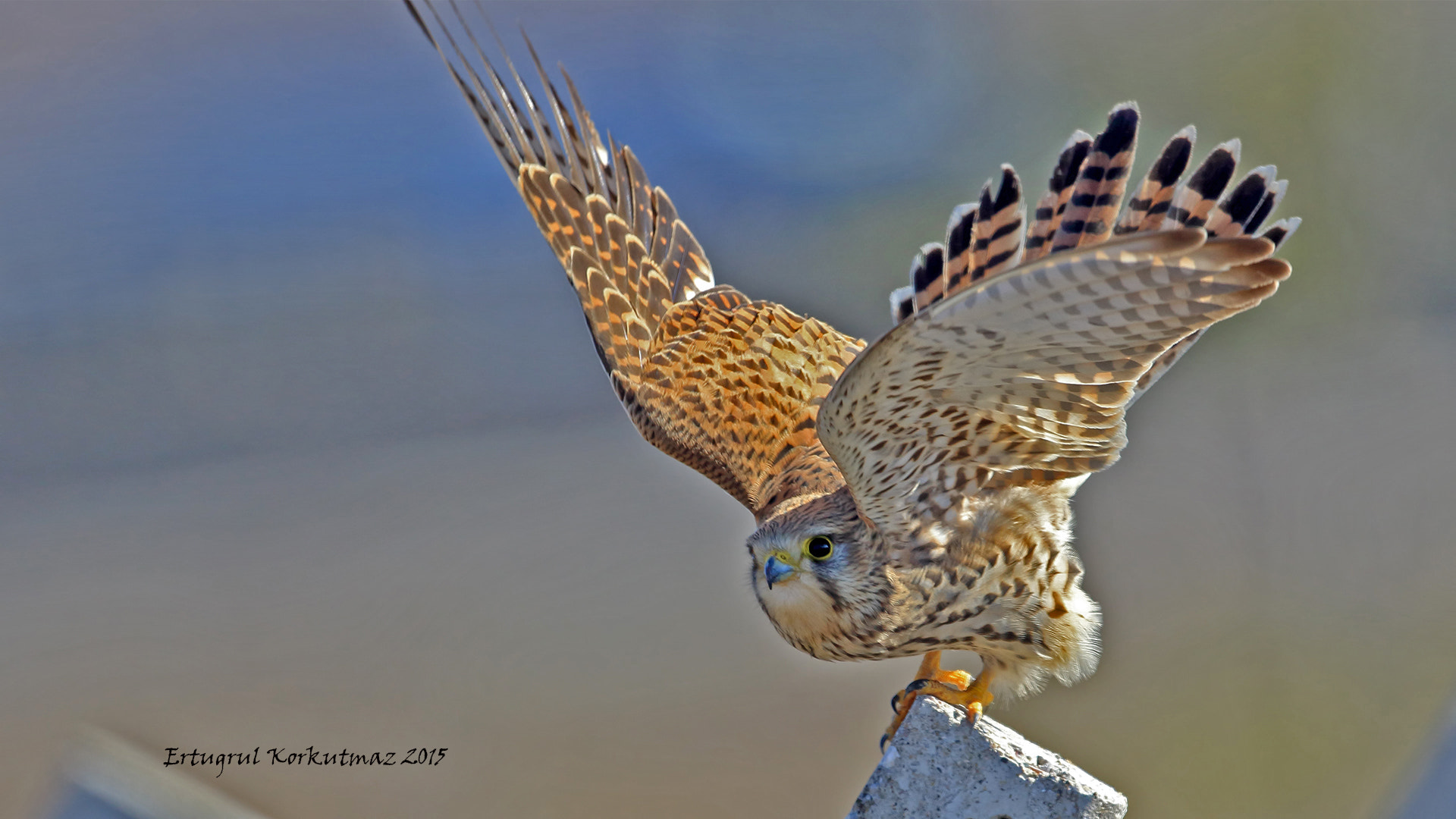 Canon EF 500mm F4L IS USM sample photo. Kerkenez,common kestrel,falco tinnunculus photography