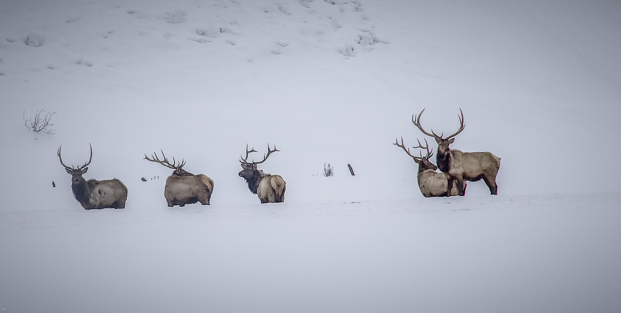 Canon EOS-1D X + Canon EF 400mm F2.8L IS USM sample photo. 5 bulls photography