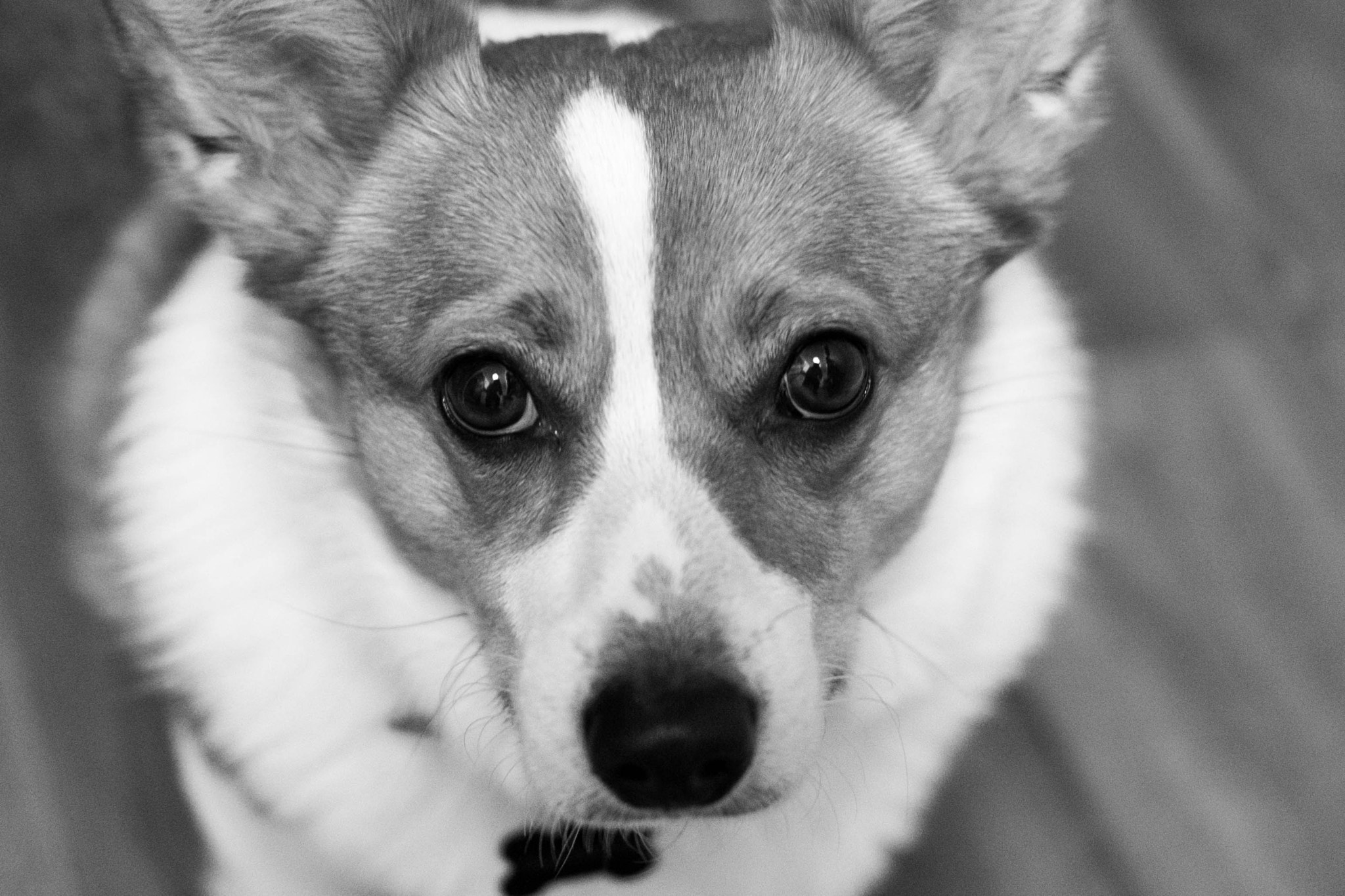 Fujifilm X-T1 sample photo. Corgi face photography