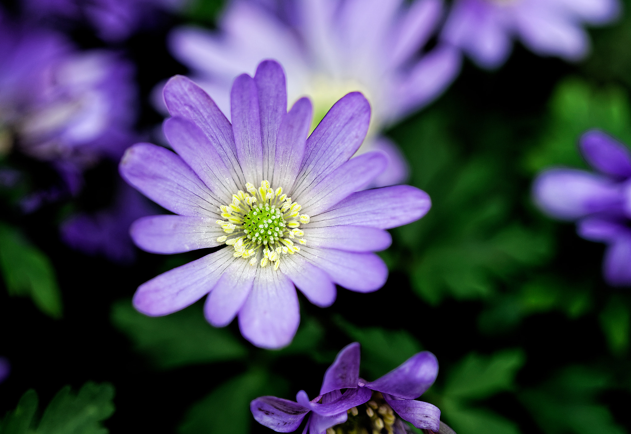 Canon EF 100mm F2.8 Macro USM sample photo. The spring is coming photography