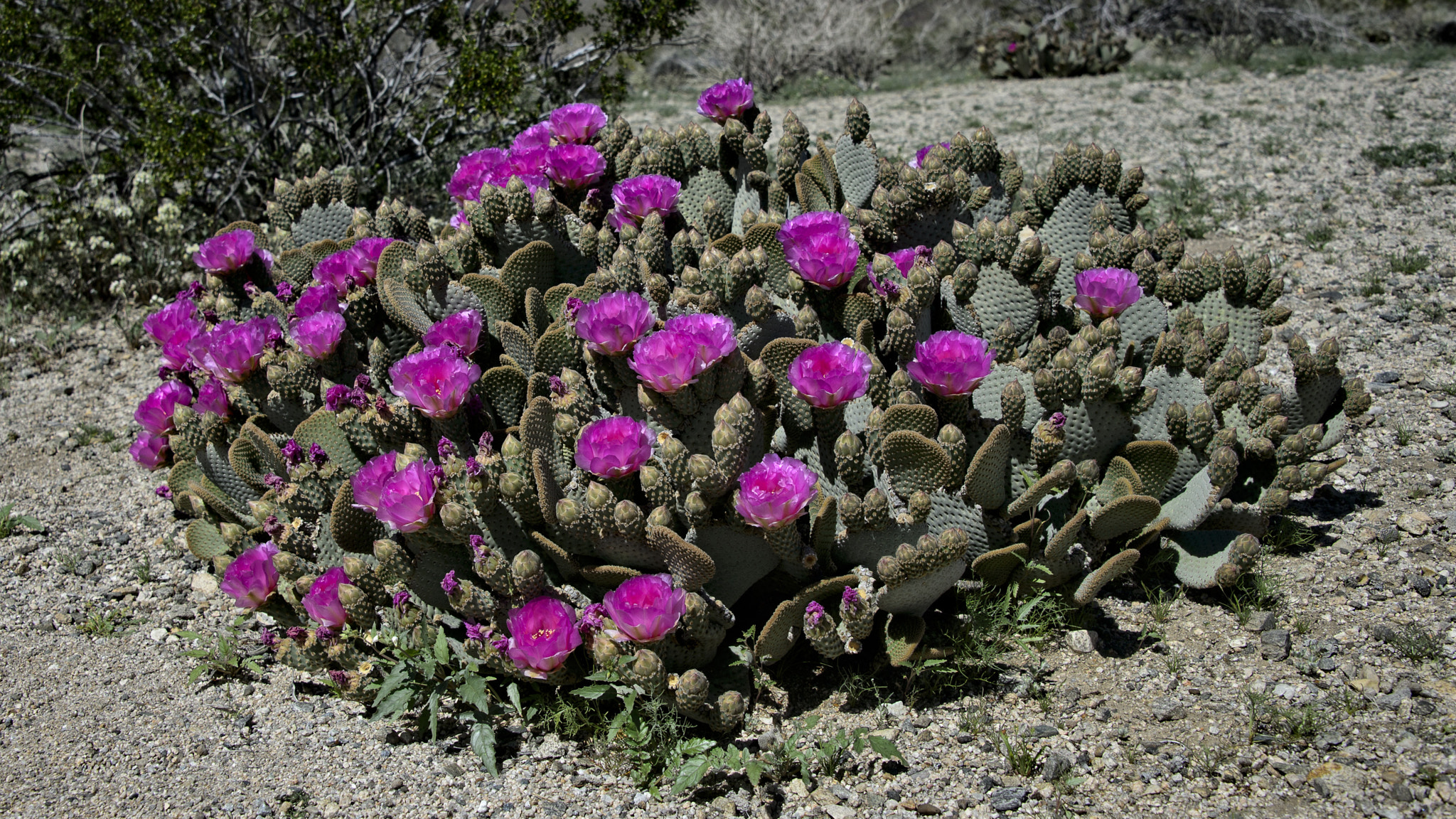 Nikon D4 sample photo. Prolific cactus flower blooms at joshua tree photography