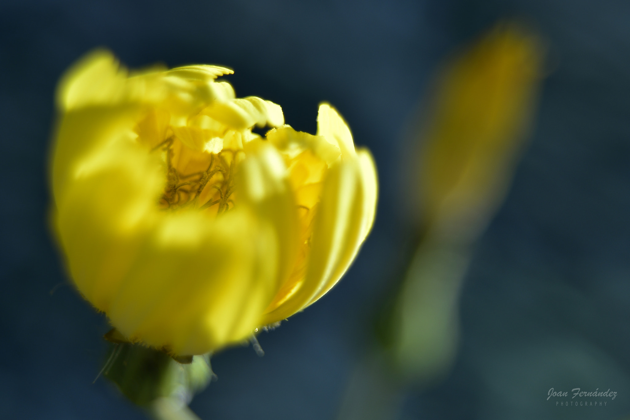 Nikon D7200 sample photo. Looking inside photography