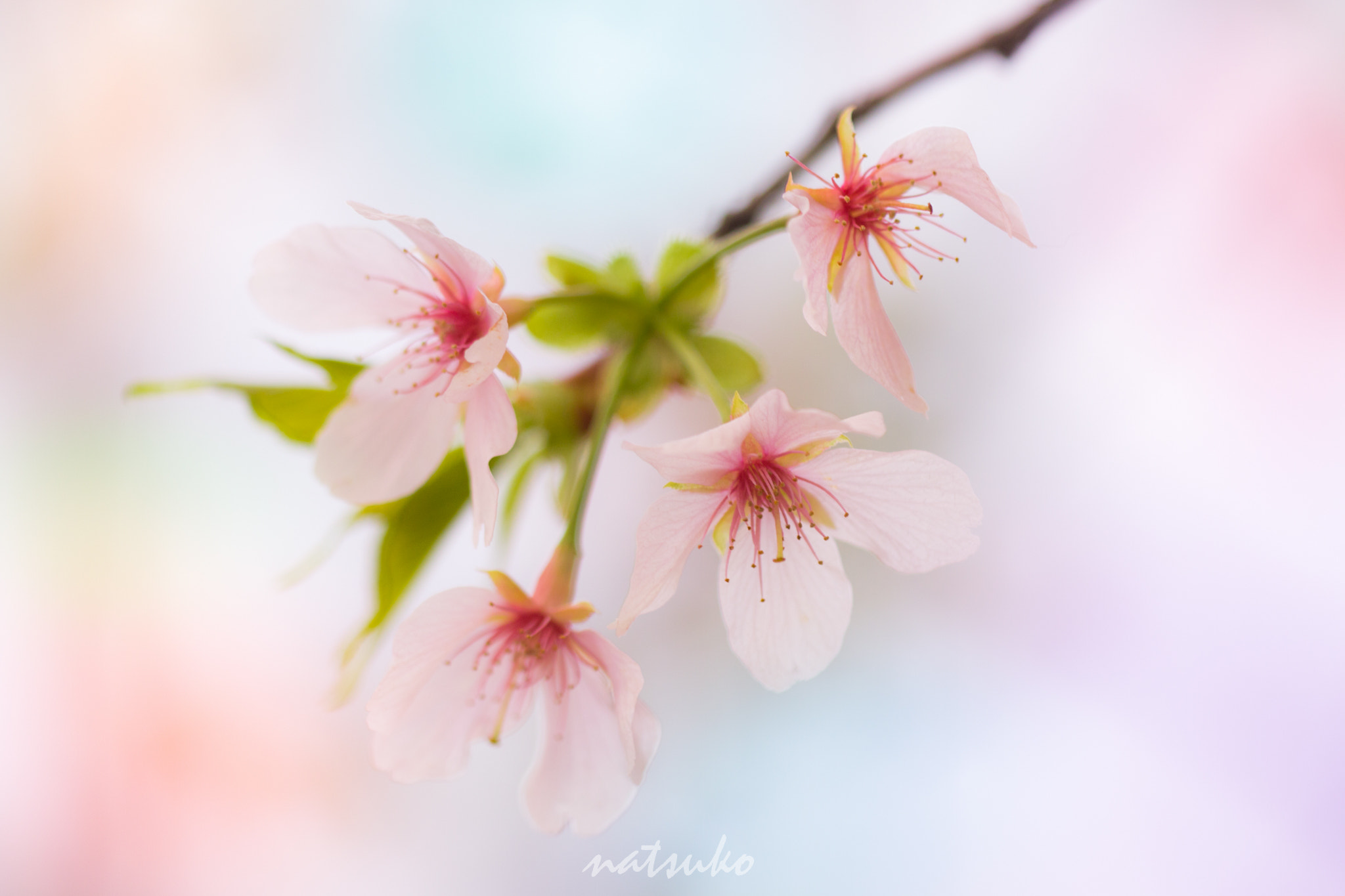 Sigma APO Macro 150mm f/2.8 EX DG HSM sample photo. Sakura photography