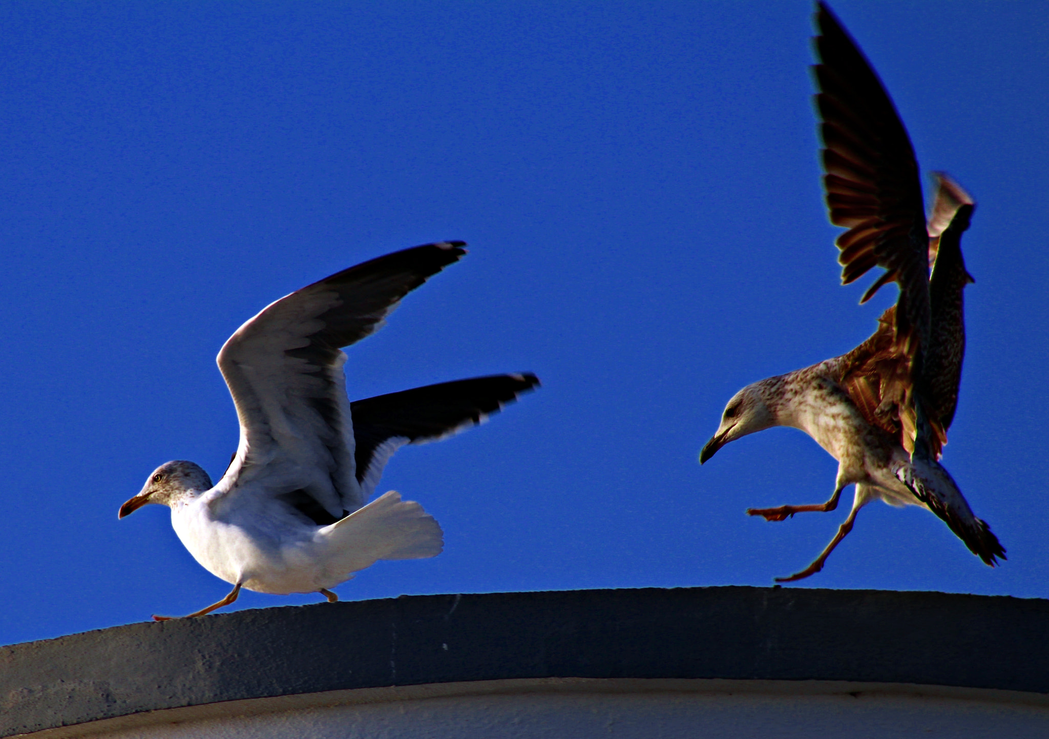 Canon EOS 1200D (EOS Rebel T5 / EOS Kiss X70 / EOS Hi) + EF75-300mm f/4-5.6 sample photo. Briga photography