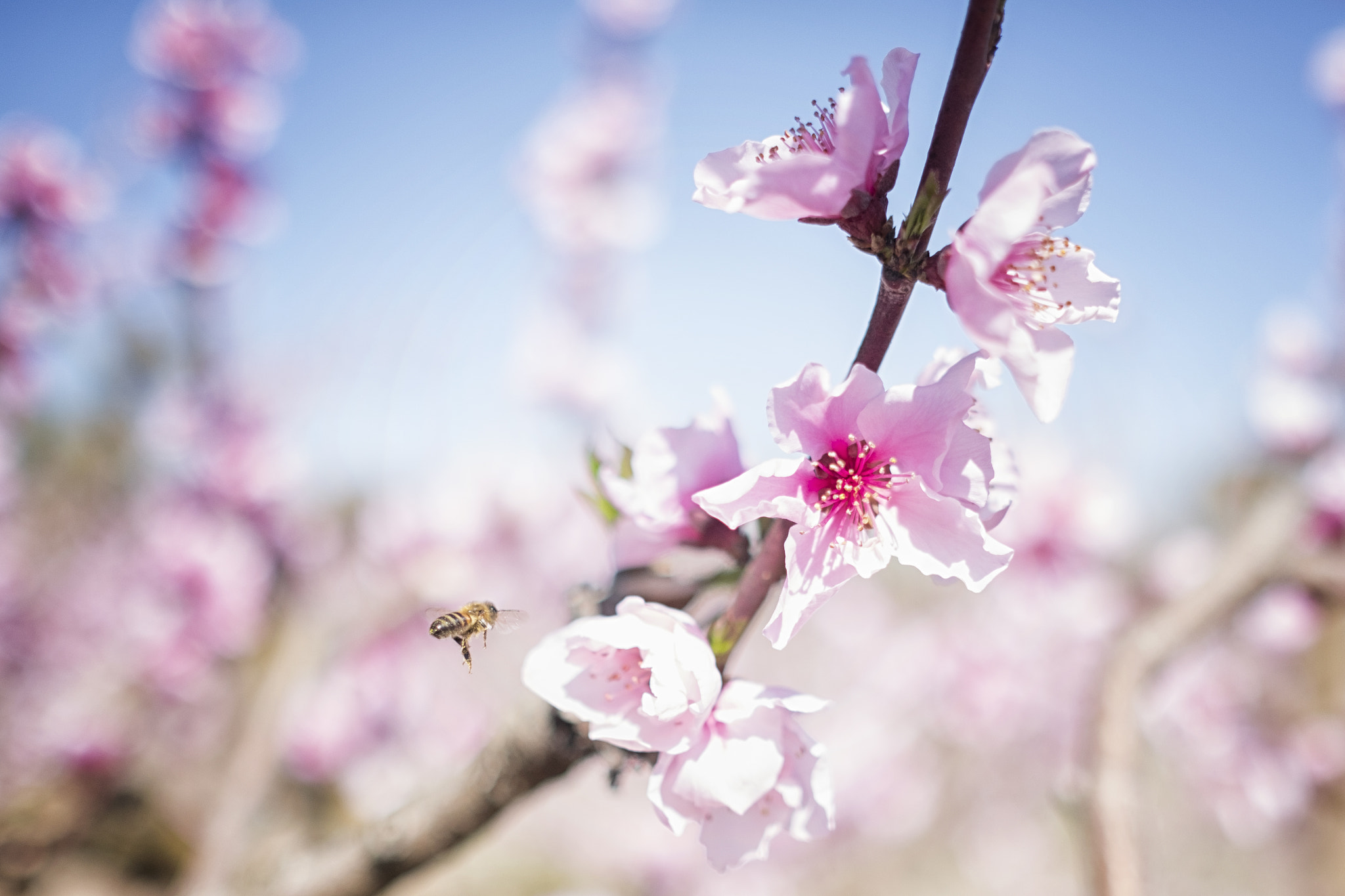 Fujifilm XF 23mm F1.4 R sample photo. Fiori di pesco photography