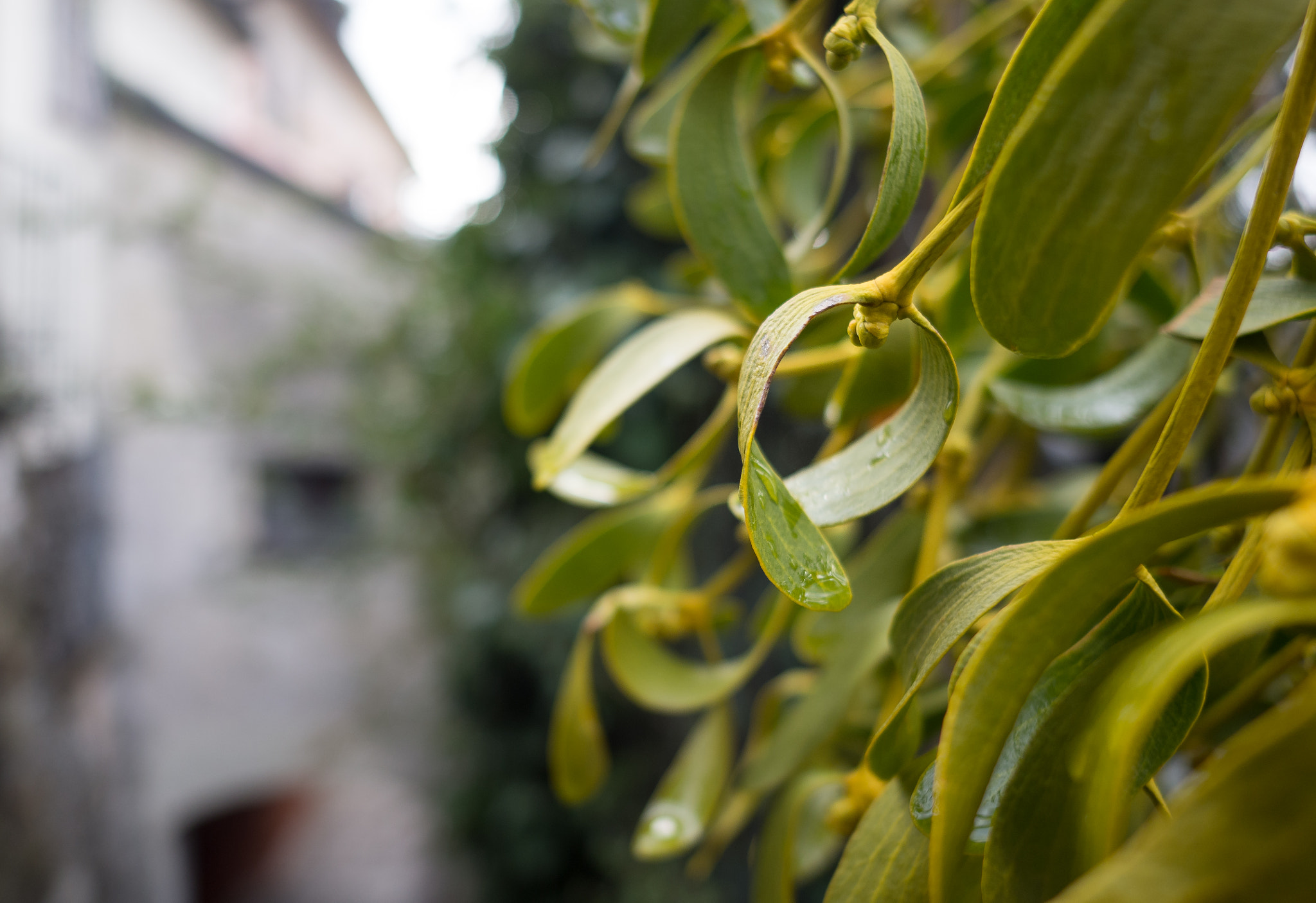 OLYMPUS M.12mm F2.0 sample photo. Mistelzweig photography