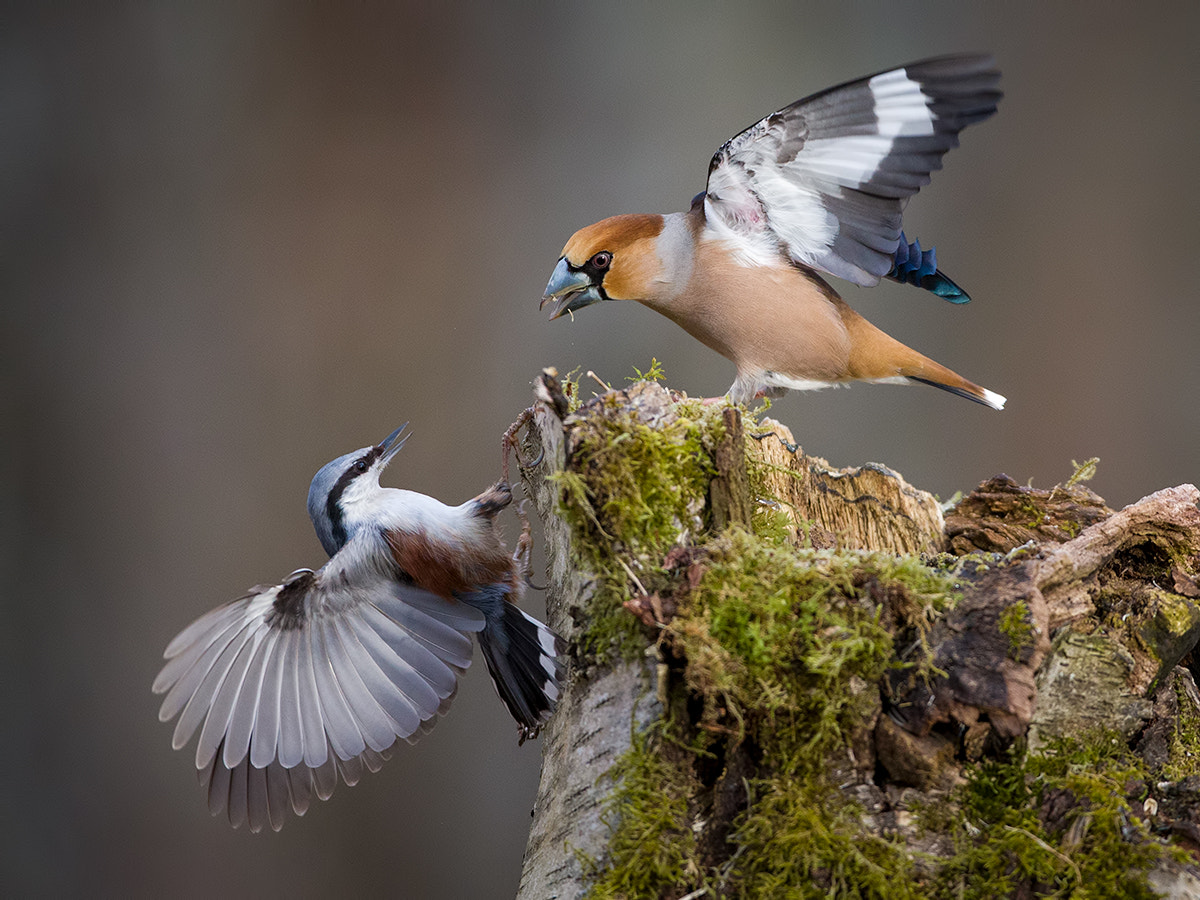 Canon EOS-1D X sample photo. Nuthatch and hawfinch photography