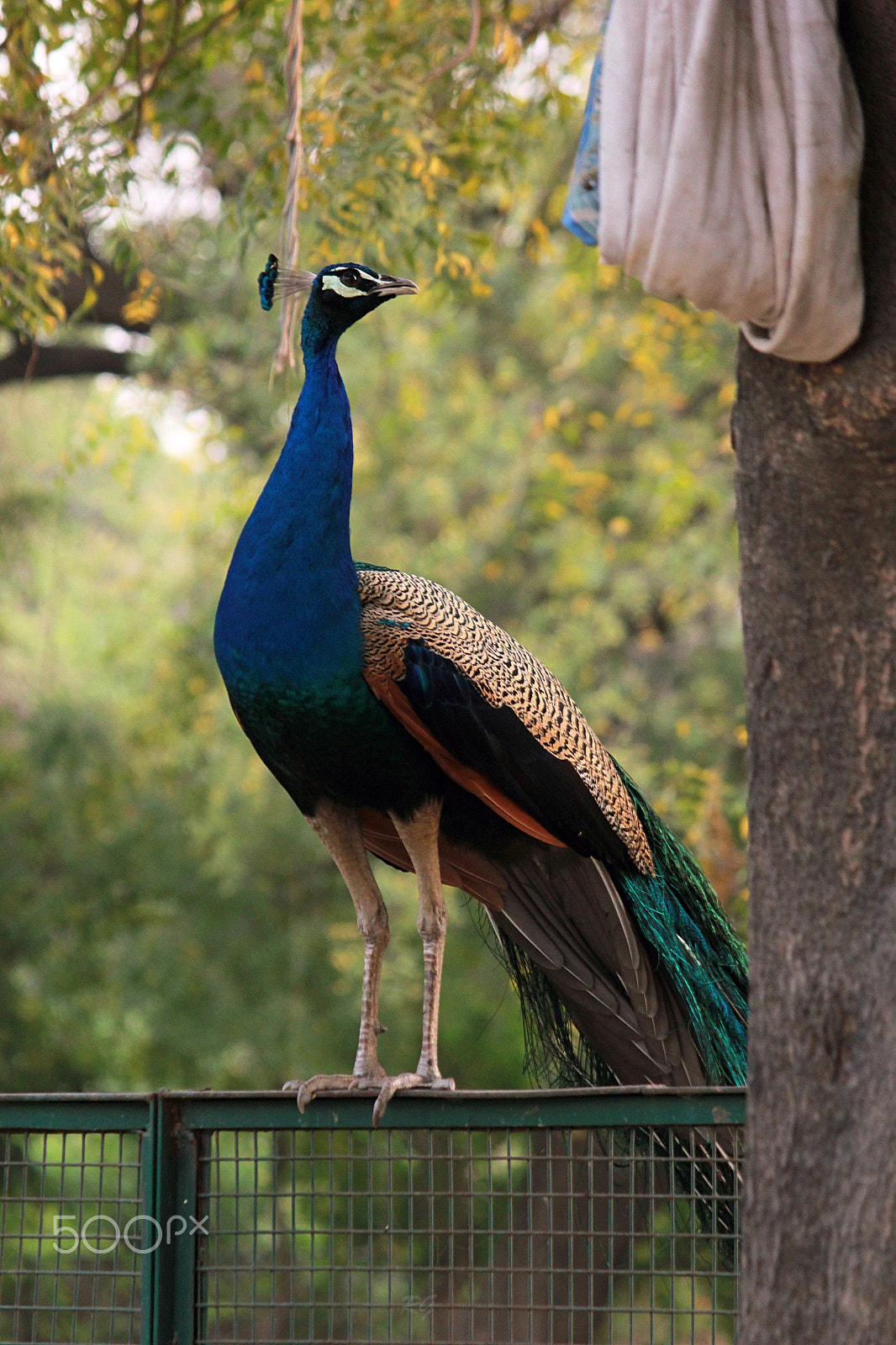 Canon EF-S 55-250mm F4-5.6 IS II sample photo. Peacock photography