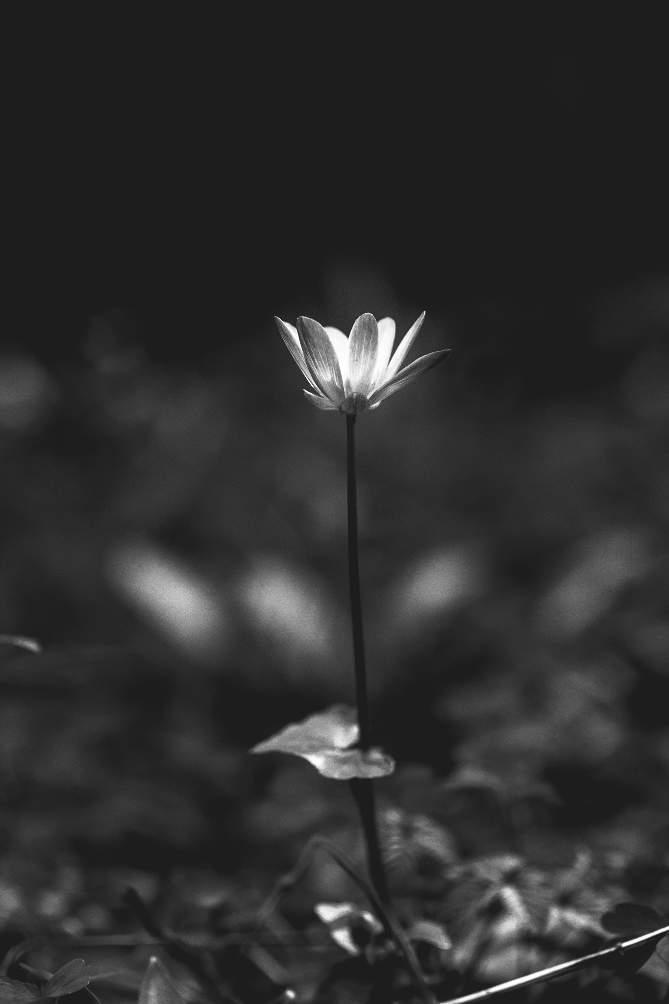 Canon EF 50mm F2.5 Macro sample photo. Like a flower ! photography