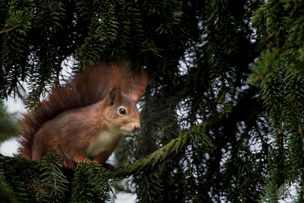 Canon EOS-1D X Mark II + Canon EF 200-400mm F4L IS USM Extender 1.4x sample photo. Eichhörnchen (sciurus vulgaris)-Écureuil-squirell photography